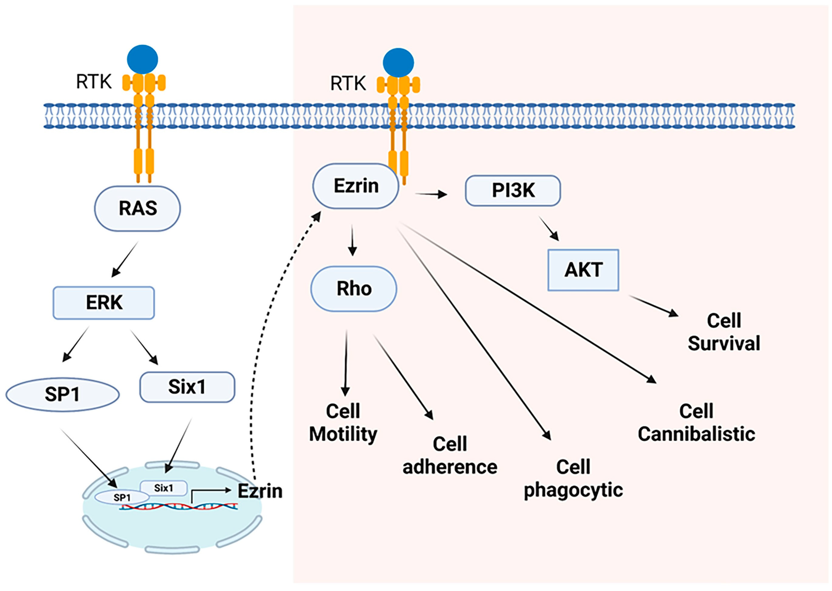 Cells | Free Full-Text | Ez-Metastasizing: The Crucial Roles of Ezrin ...