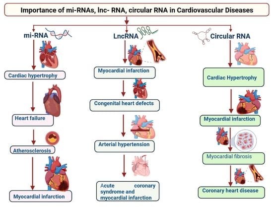 Clinical Significance of MicroRNAs Long Non Coding RNAs and