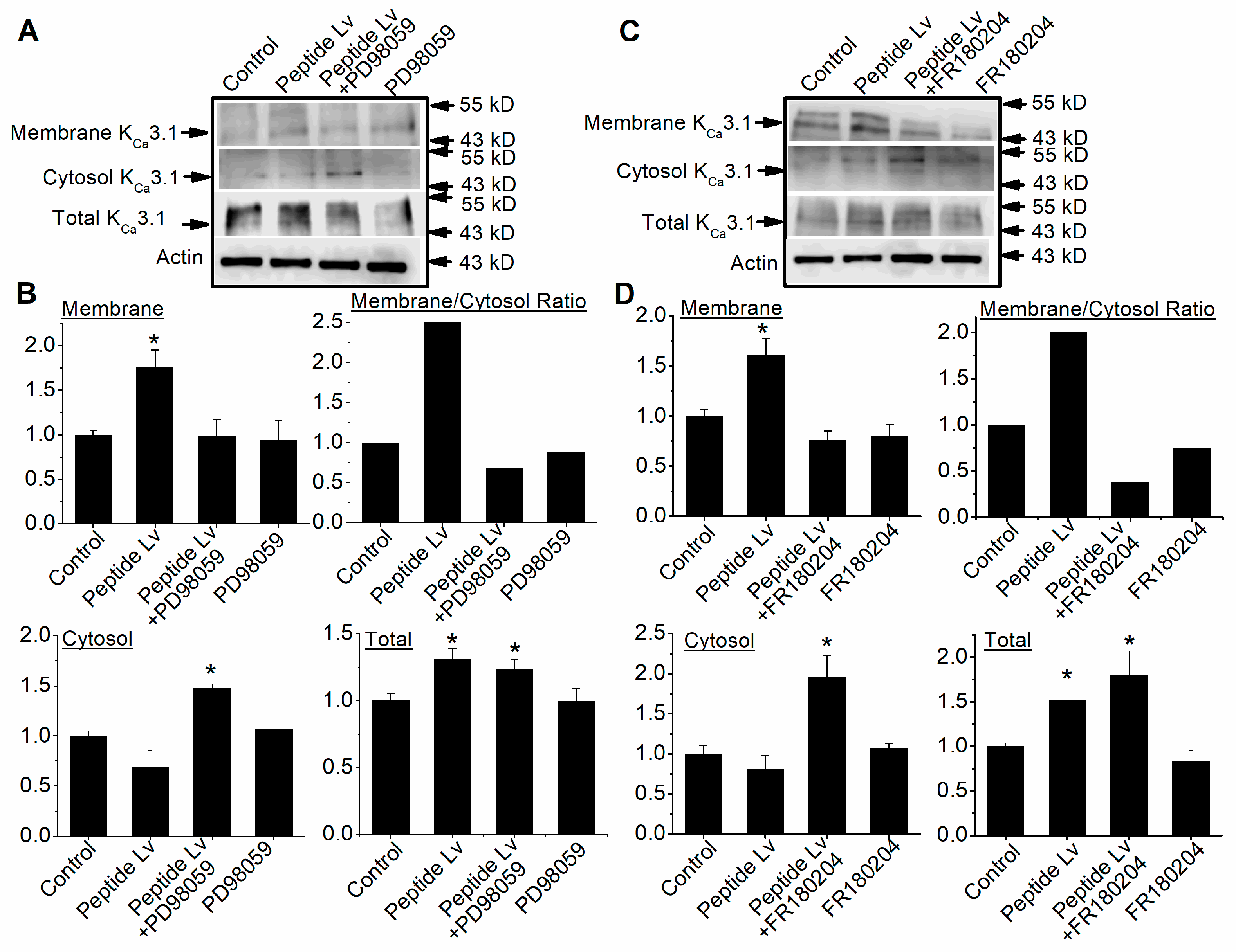 Cells | Free Full-Text | Peptide Lv Promotes Trafficking And Membrane ...