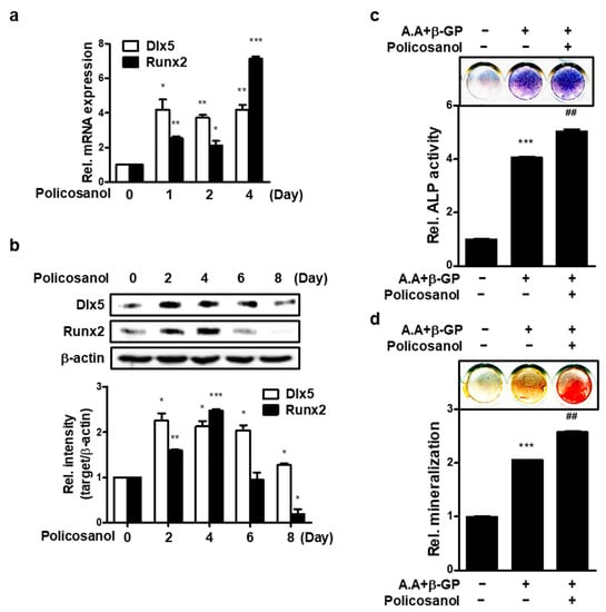 【メーカー公式ショップ】 Policosanol Stimulates Osteoblast Differentiation via マットレス