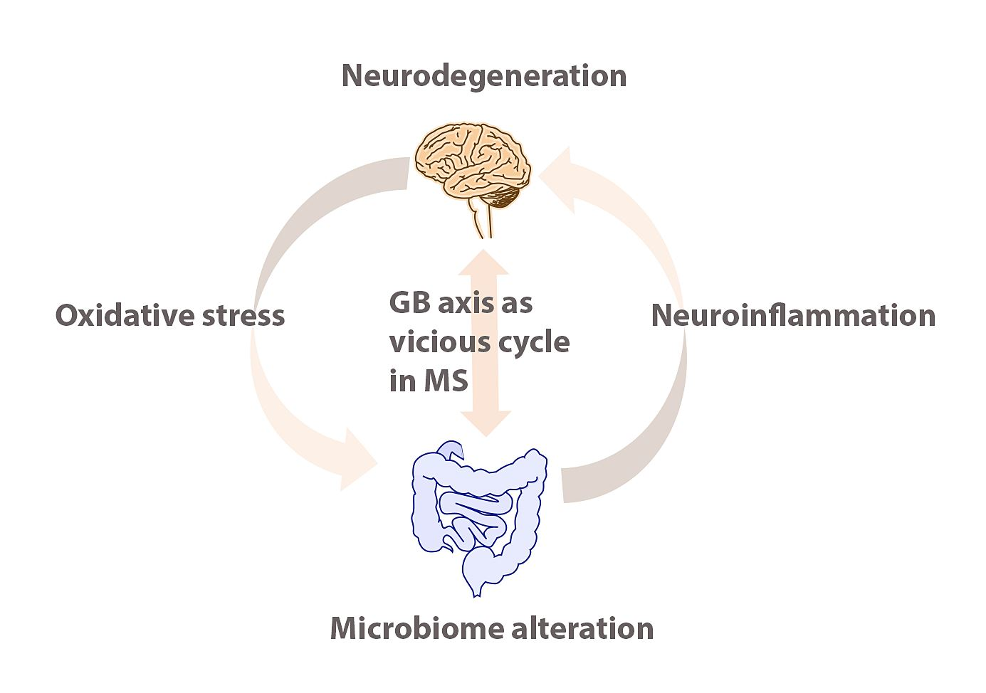 Cells | Free Full-Text | The Gut–Brain Axis as a Therapeutic