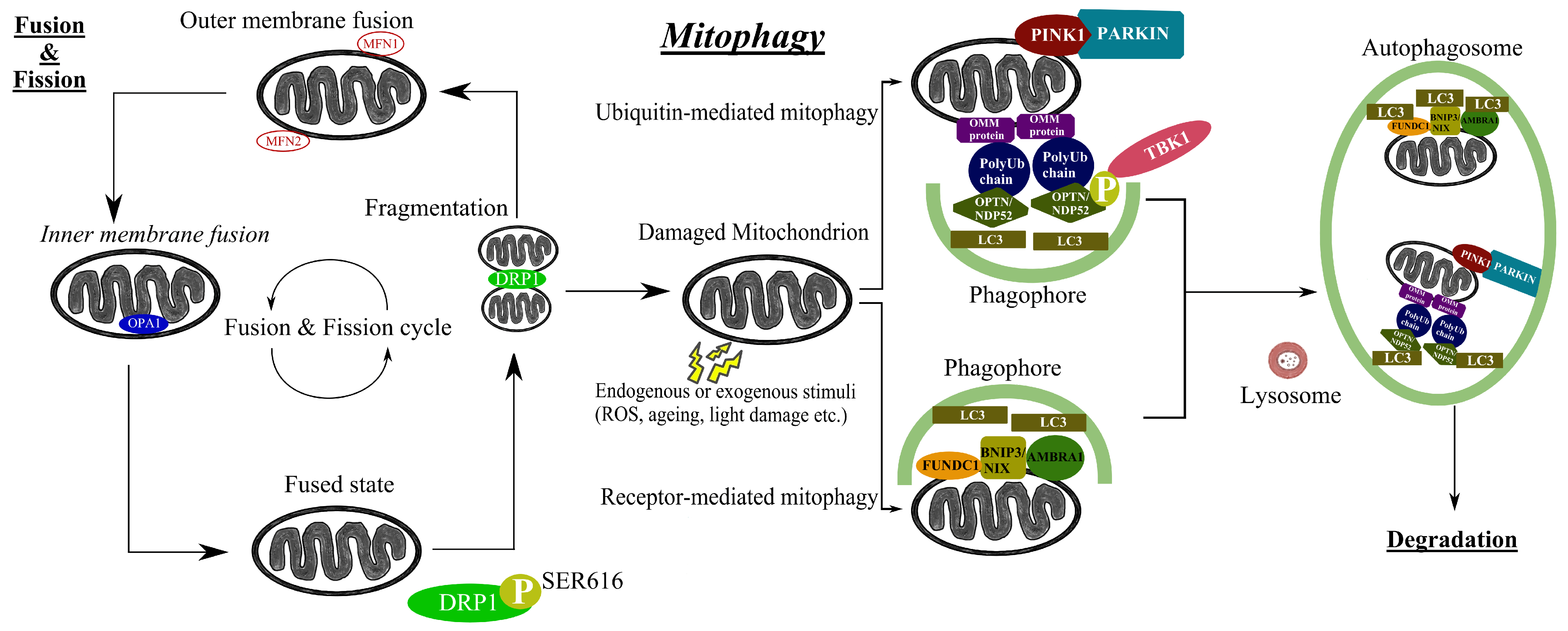Involvement of Ambra 1 in ubiquitin-dependent processes. ( a ) The