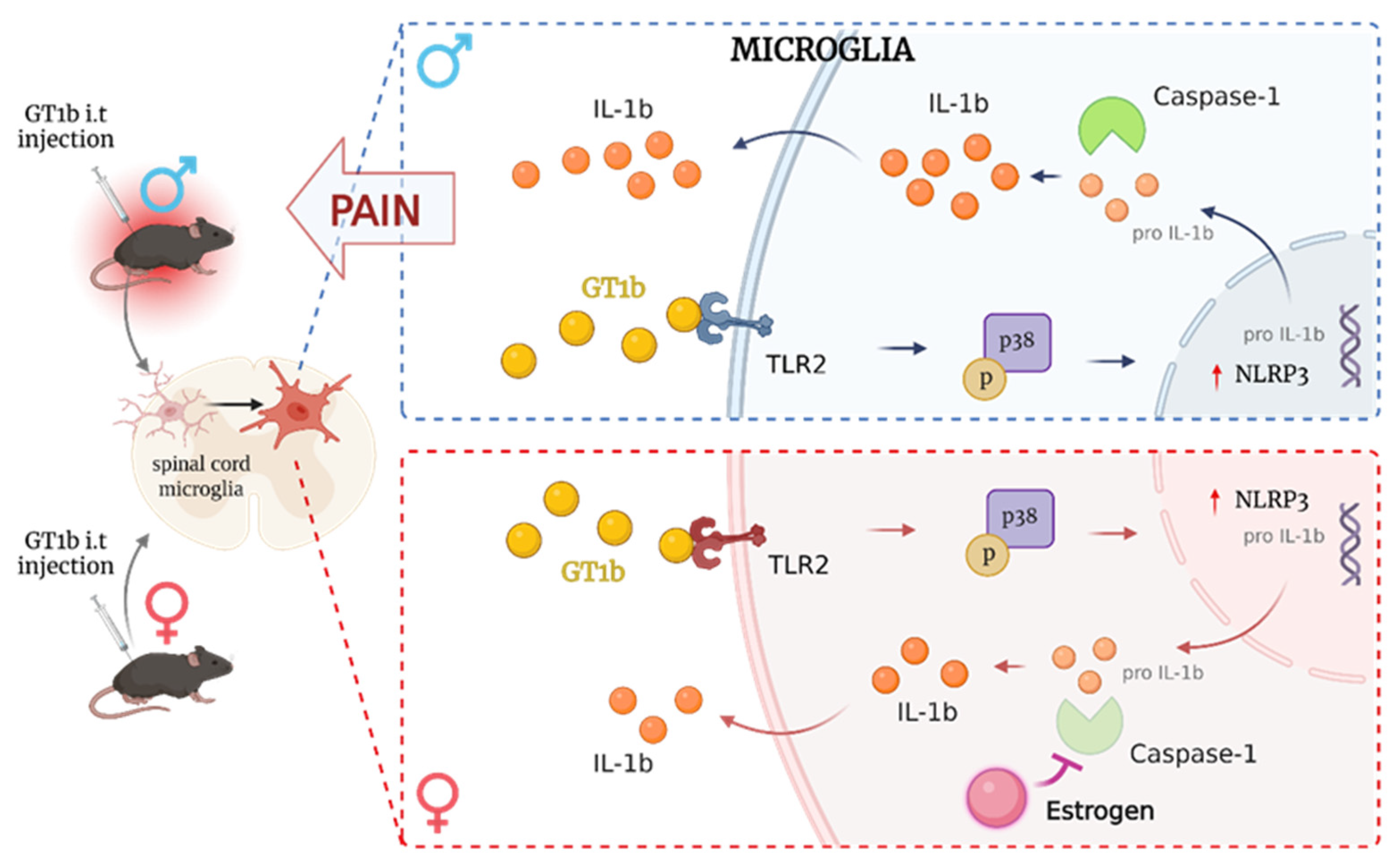 https://pub.mdpi-res.com/cells/cells-12-02028/article_deploy/html/images/cells-12-02028-g001.png?1691561682