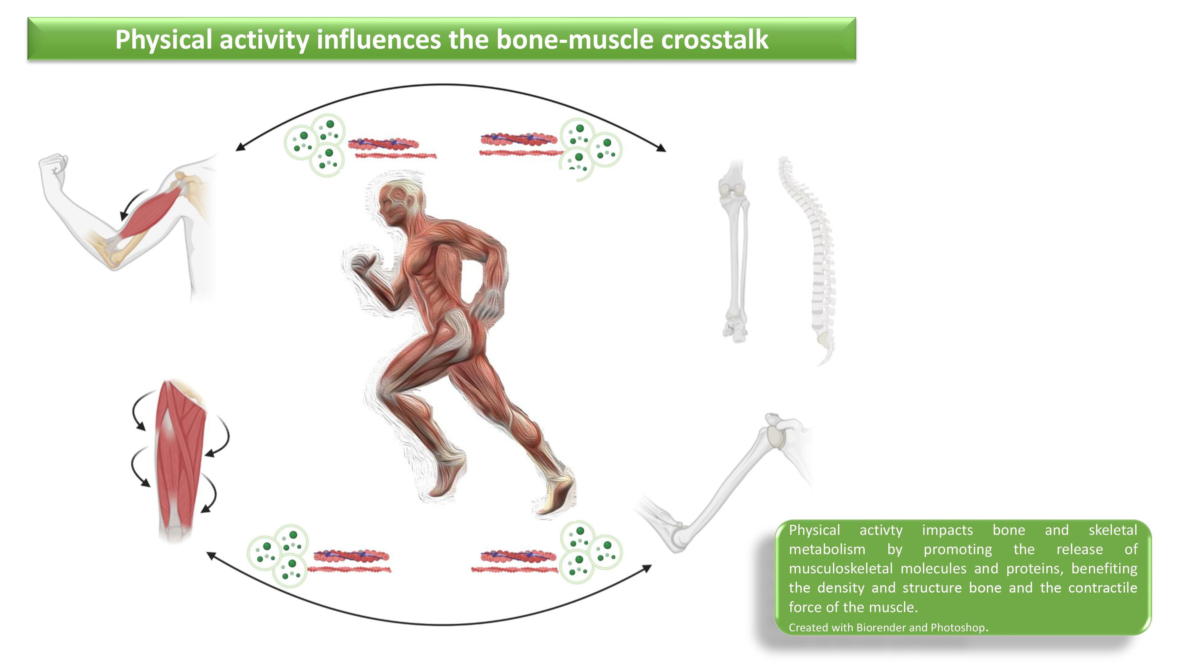 Cells Free Full-Text Crosstalk between Bone and Muscles during Physical Activity