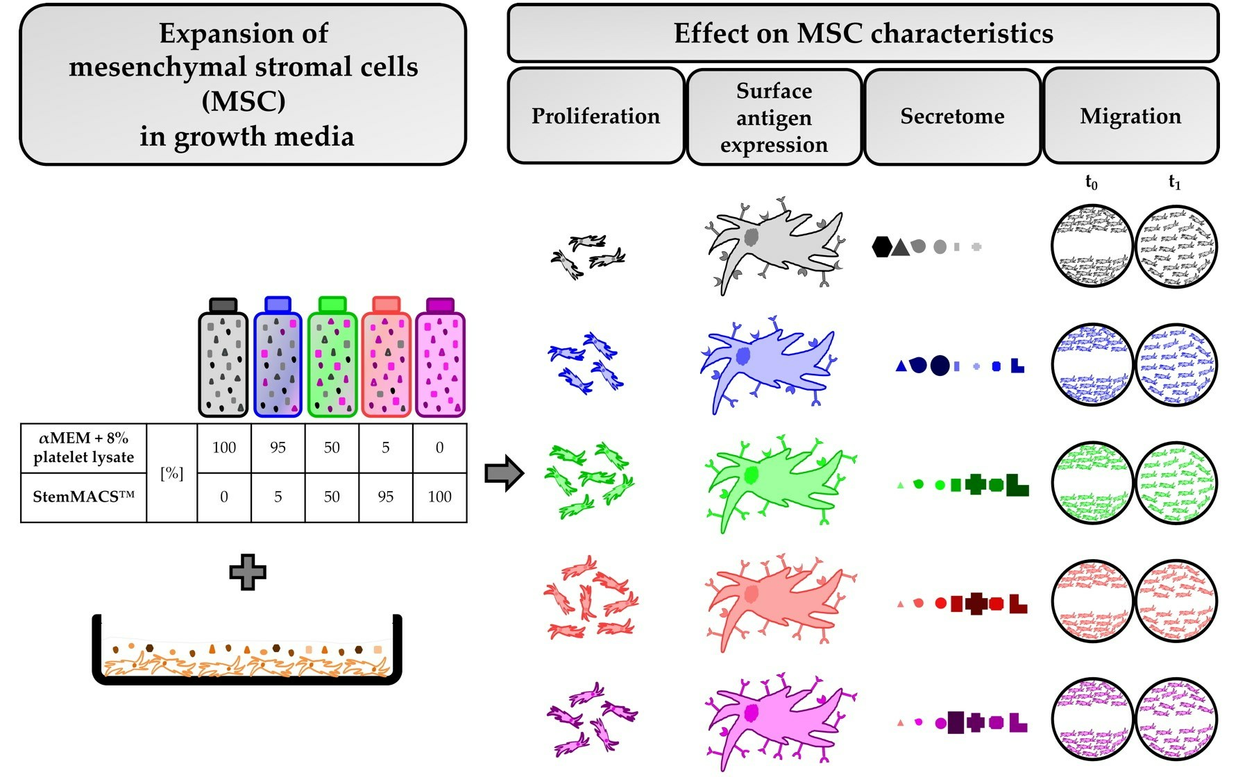 Cells Free Full-Text Effect of Expansion Media on Functional Characteristics of Bone Marrow-Derived Mesenchymal Stromal Cells pic