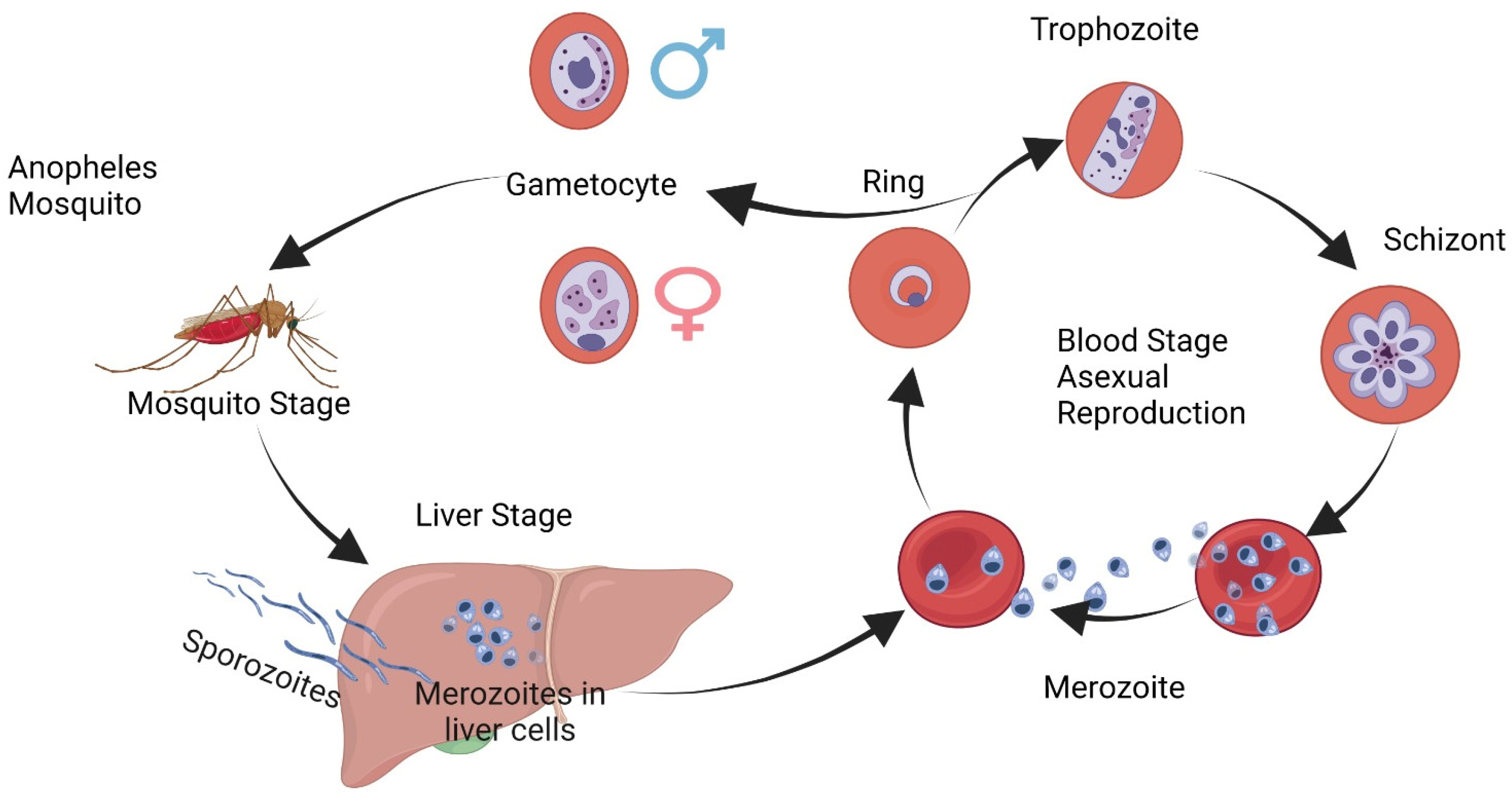 Camillo Golgi s Impact On Malaria Studies Camillo Golgi s Impact On Malaria Studies