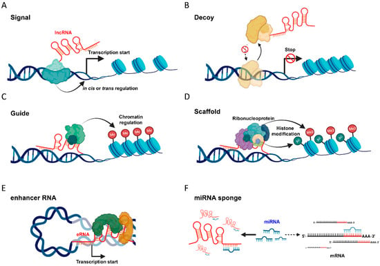 Cells | Free Full-Text | A New Understanding of Long Non-Coding RNA in ...