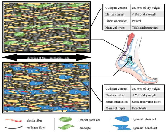 Cells | Free Full-Text | Decellularization of Dense Regular Connective ...