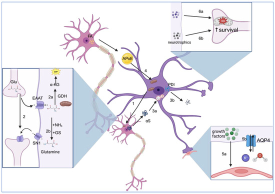 Cells | Free Full-Text | Astrocytes in Parkinson’s Disease: From Role ...