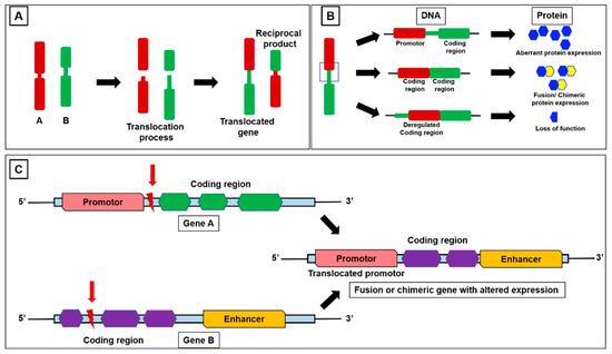 Cells | Free Full-Text | Exploring the Relationship between Fusion