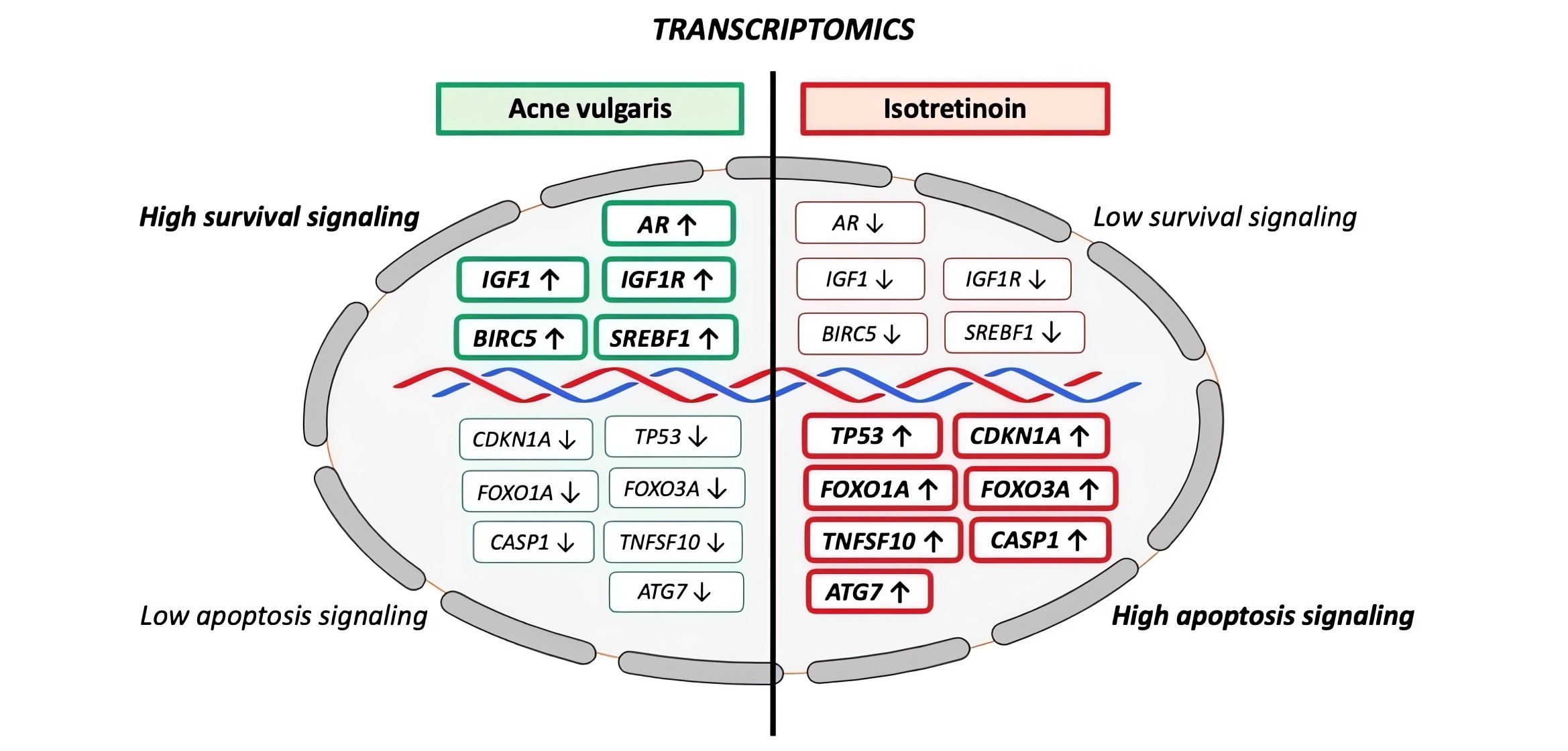 Cells | Free Full-Text | Acne Transcriptomics: Fundamentals of
