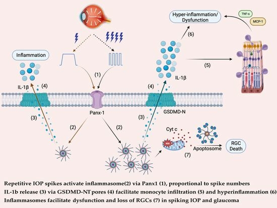 Cells | Free Full-Text | The Inflammasome-Dependent Dysfunction