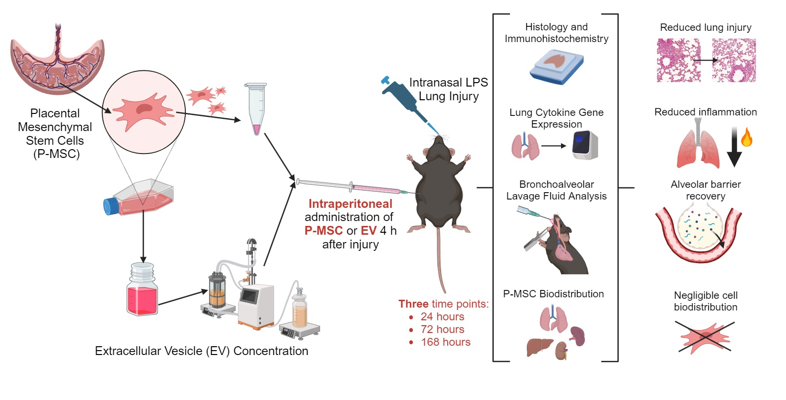 https://pub.mdpi-res.com/cells/cells-12-02729/article_deploy/html/images/cells-12-02729-ag.png?1701656288