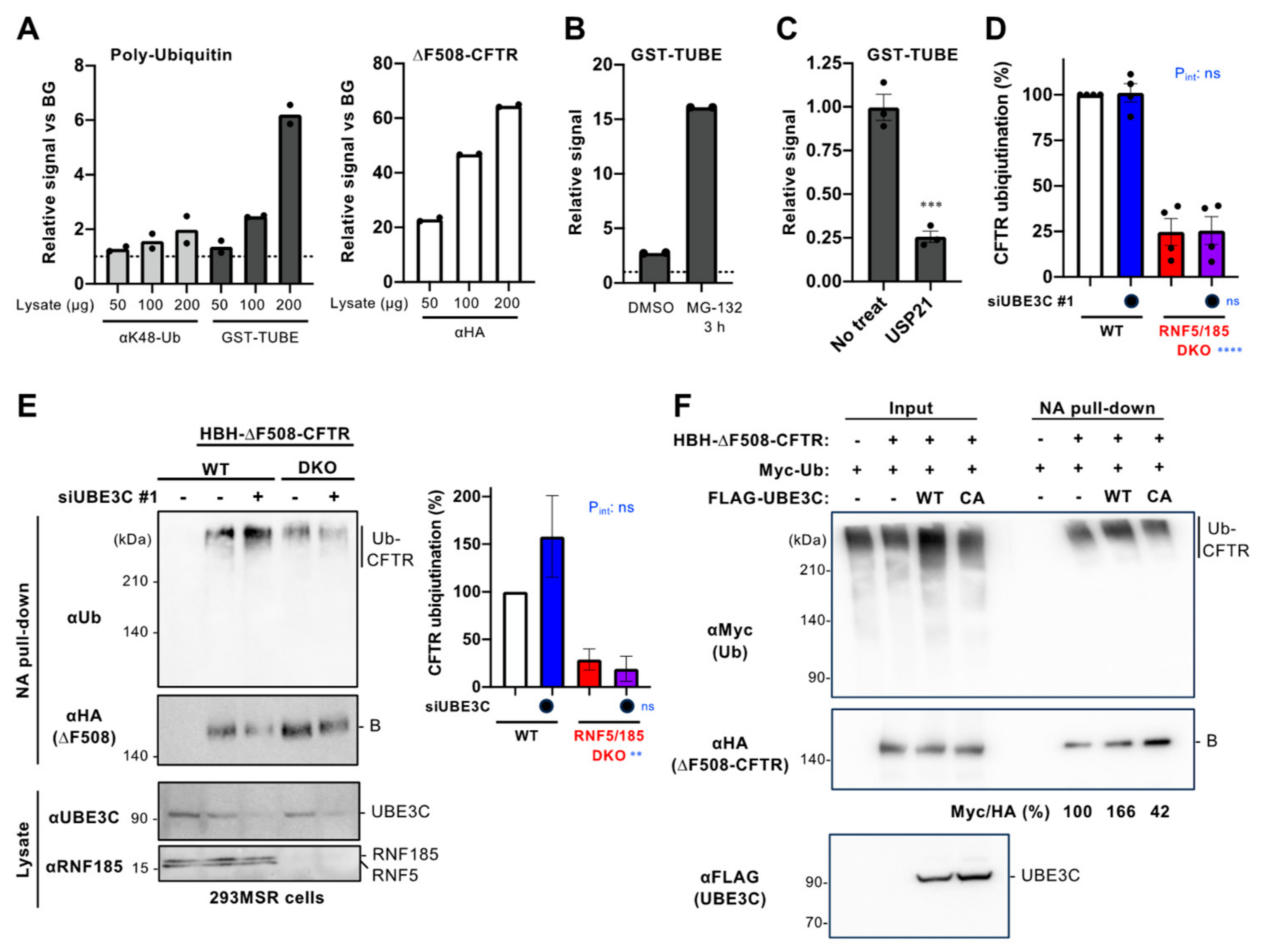 cells-free-full-text-ube3c-facilitates-the-er-associated-and