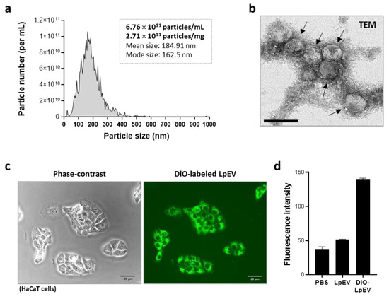 Cells | Free Full-Text | Human Probiotic Lactobacillus paracasei