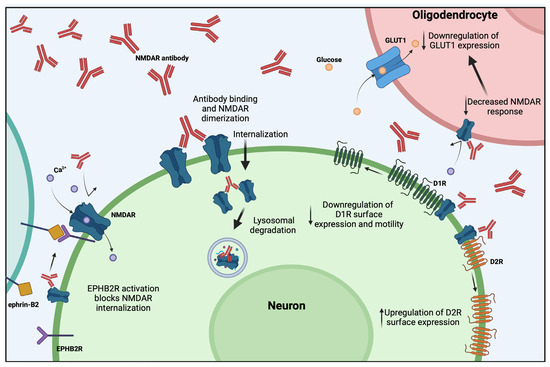 Cells | Free Full-Text | Pathophysiological Effects of Autoantibodies ...