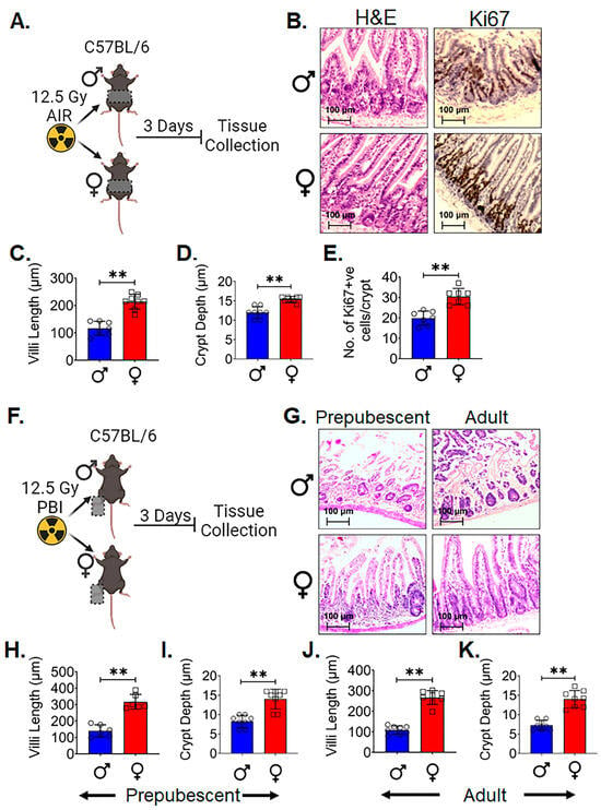 Cells Free Full Text Lgr5 Intestinal Stem Cells Display Sex Dependent Radiosensitivity 4658