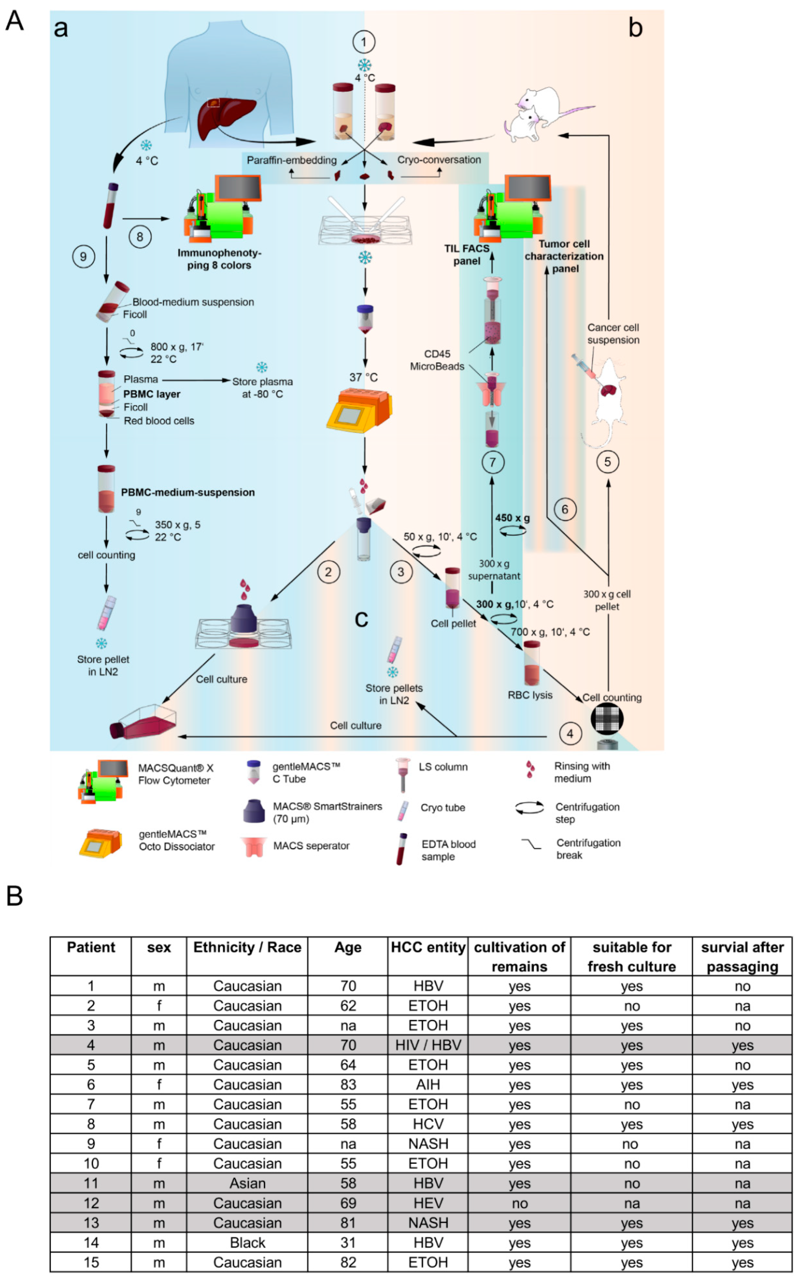 Cells | Free Full-Text | Generating Patient-Derived HCC Cell Lines Suitable  for Predictive In Vitro and In Vivo Drug Screening by Orthotopic  Transplantation