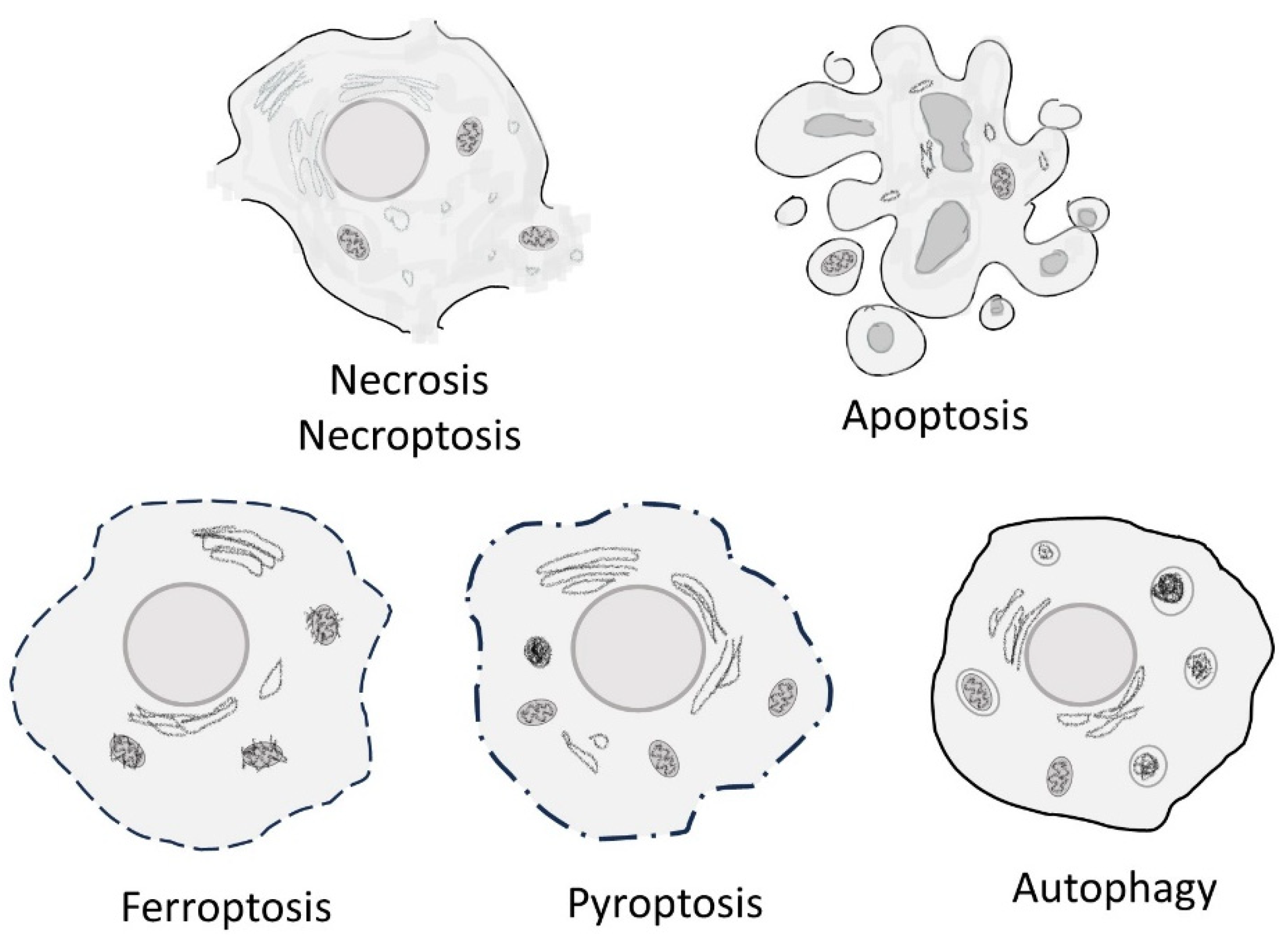 Types of cell death according to the Nomenclature Committee on