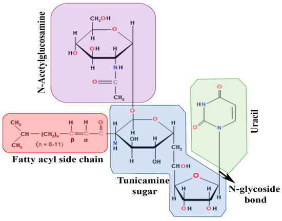 Benefits and Pitfalls of a Glycosylation Inhibitor Tunicamycin in the ...