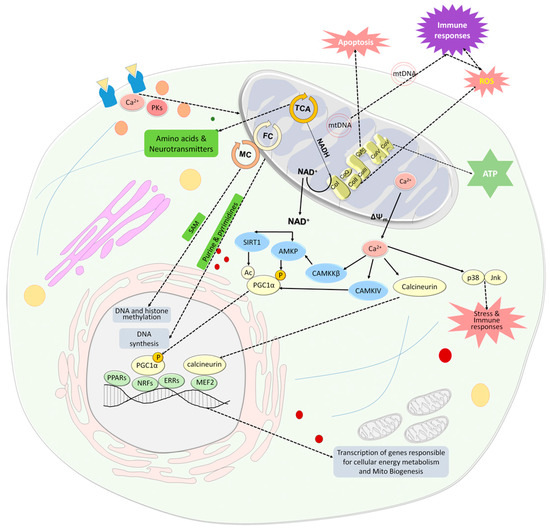 Cells | An Open Access Journal From MDPI