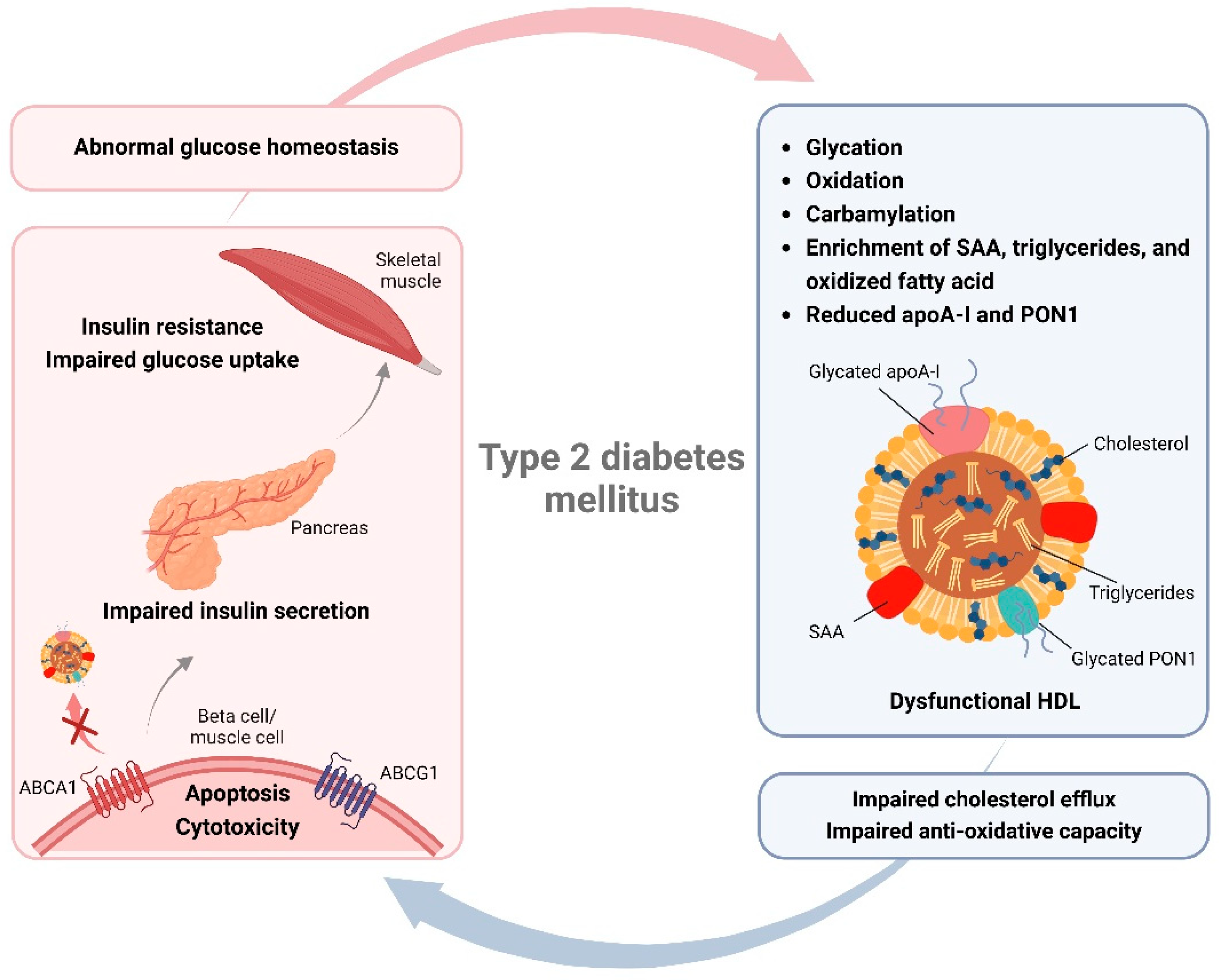 High Density Lipoprotein Modifications Causes and Functional ...