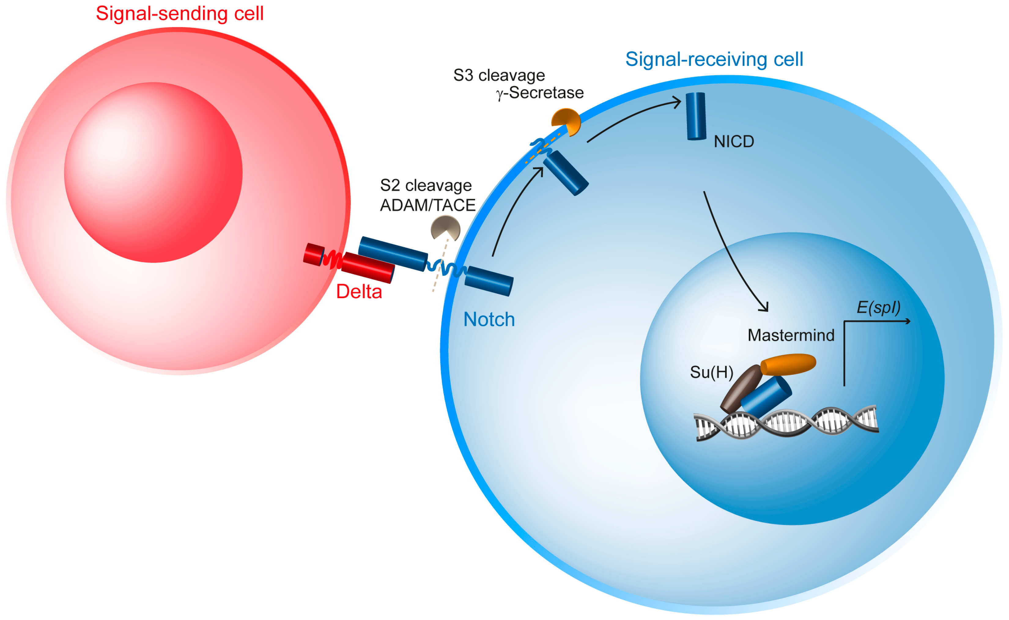 Cells | Free Full-Text | Spatio-Temporal Regulation of Notch Activation ...