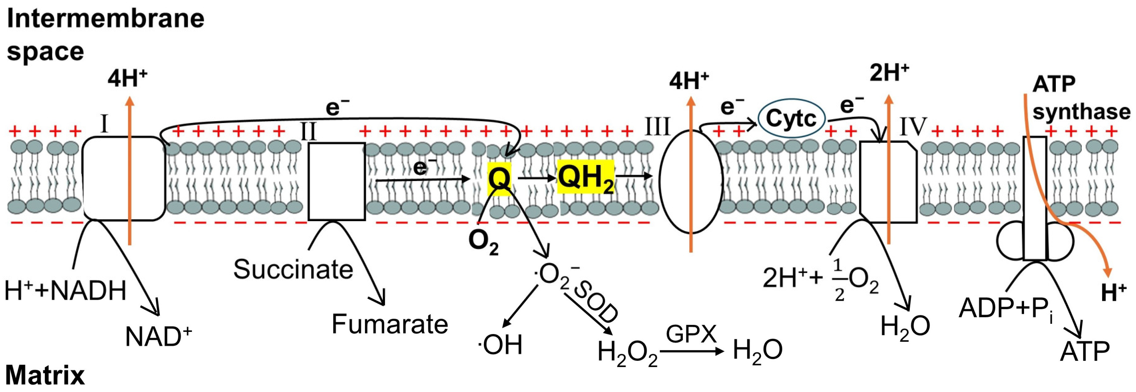 Cells | Free Full-Text | The Role of PGC-1α in Aging Skin Barrier Function