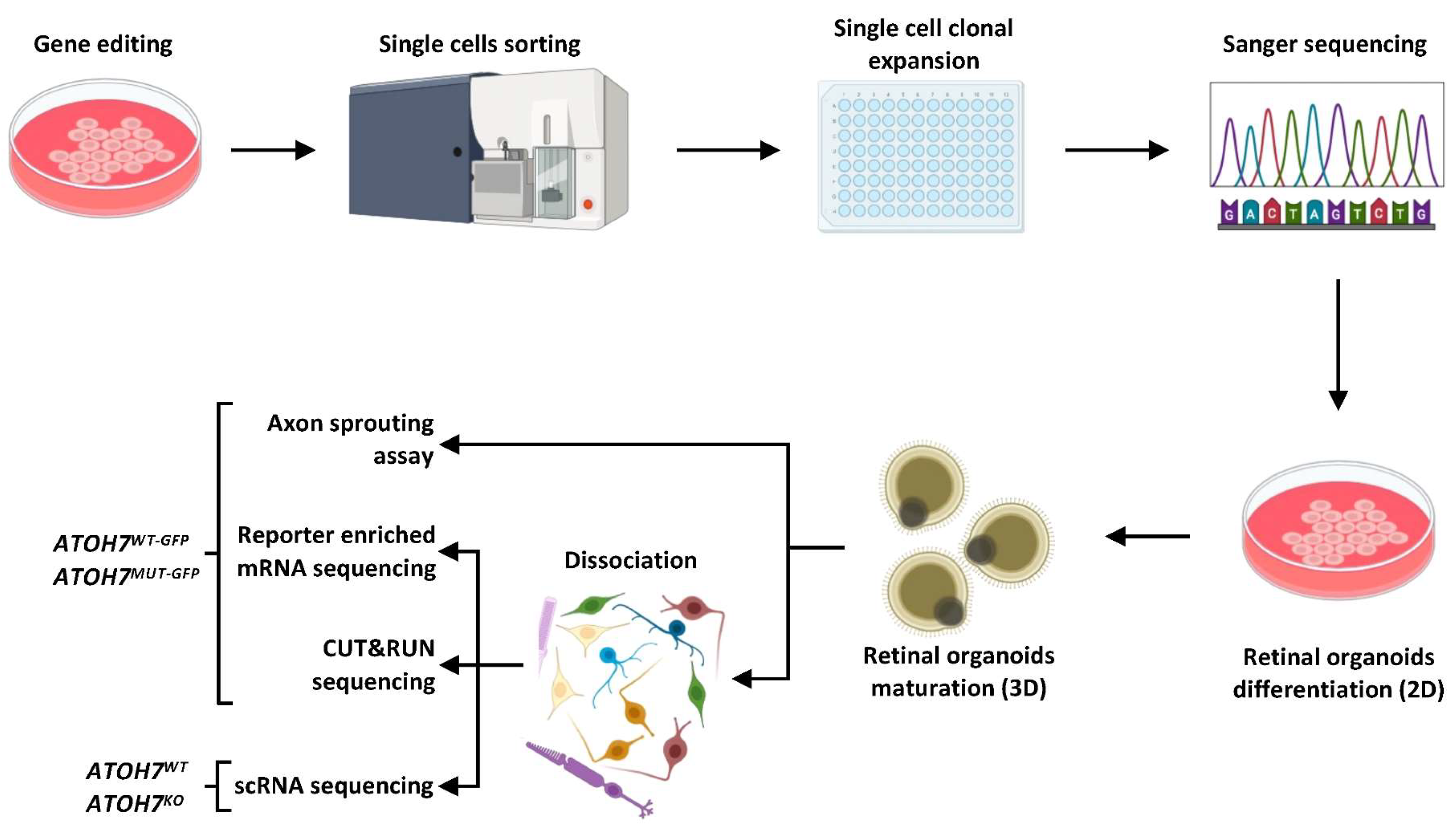 Cells | Free Full-Text | Identification and Characterization of ATOH7 ...