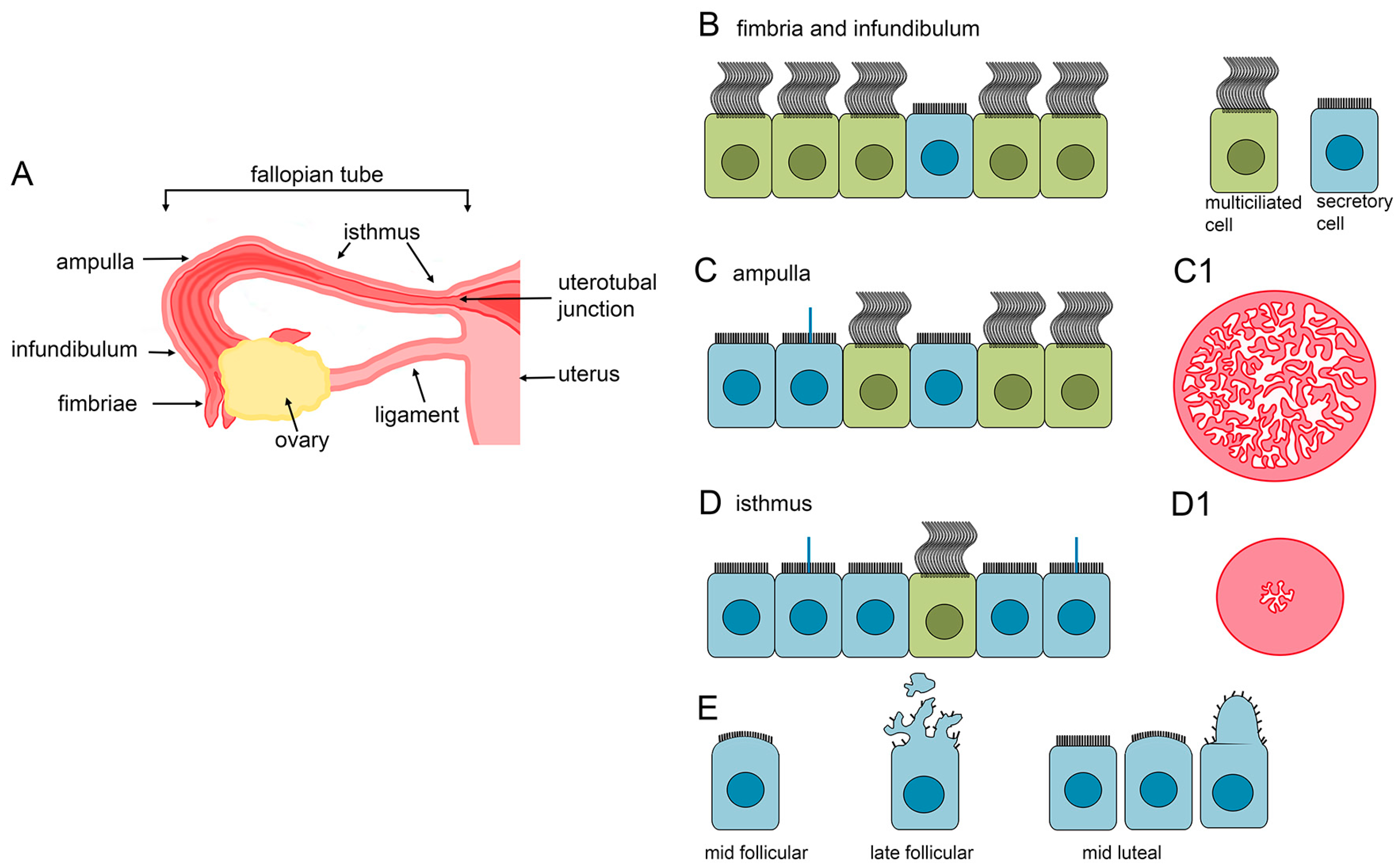 Motile Cilia In Female And Male Reproductive Tracts And Fertility Motile Cilia In Female And Male Reproductive Tracts And Fertility