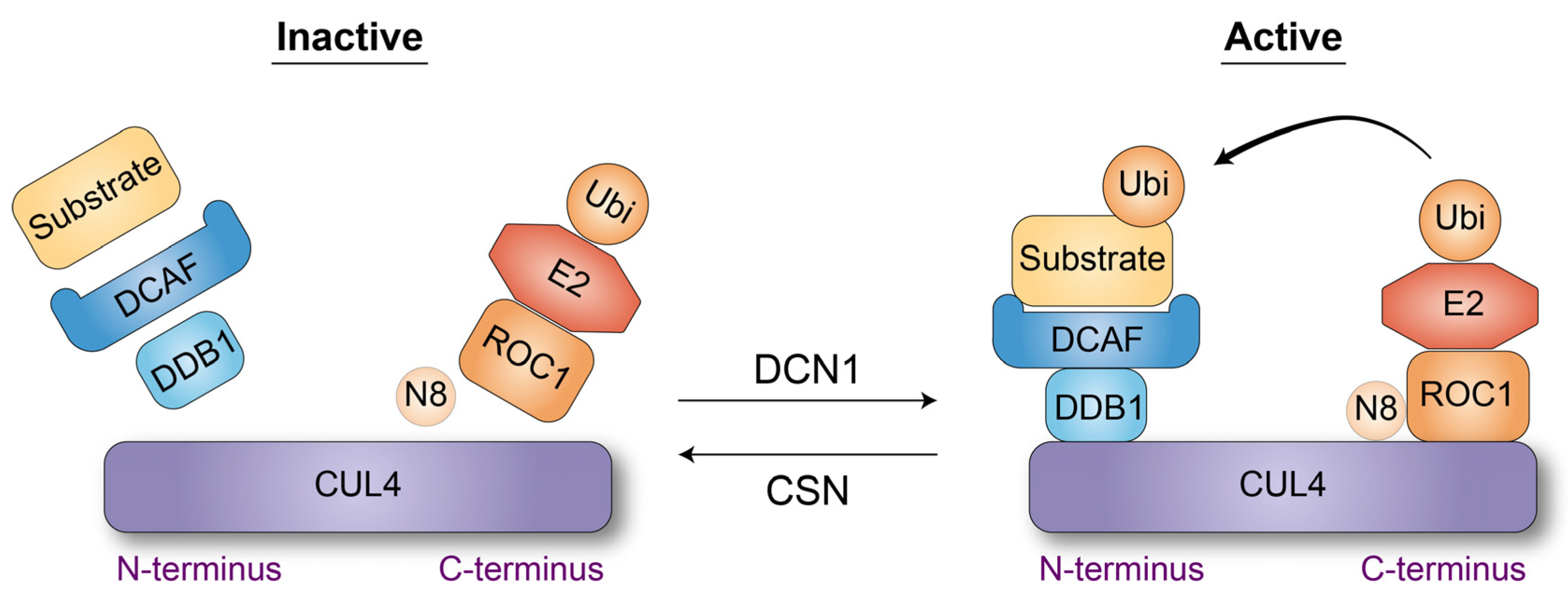 CUL4-Based Ubiquitin Ligases in Chromatin Regulation: An Evolutionary ...