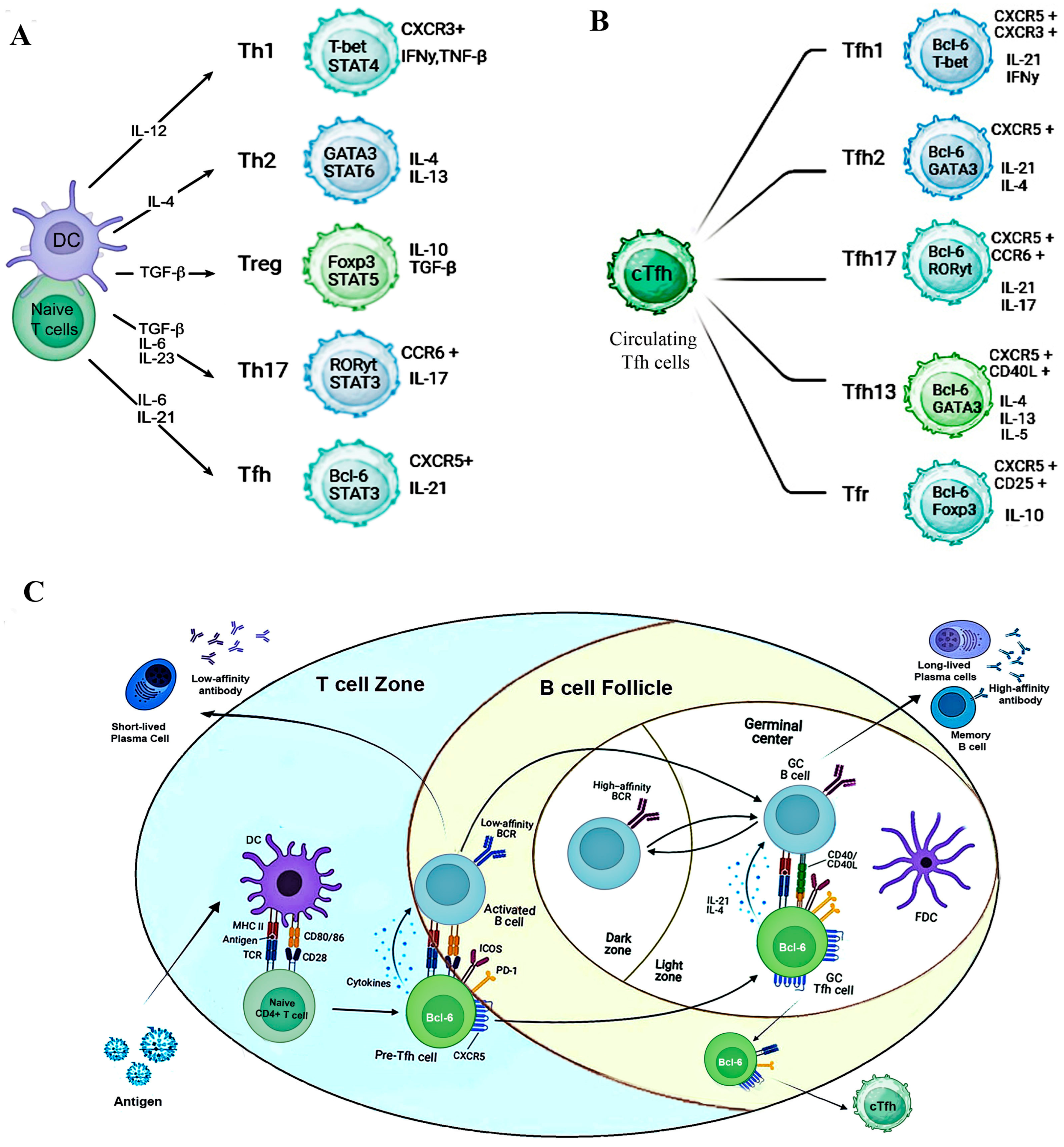 Role Of T Follicular Helper Cells In Viral Infections And Vaccine Design Role Of T Follicular Helper Cells In Viral Infections And Vaccine Design