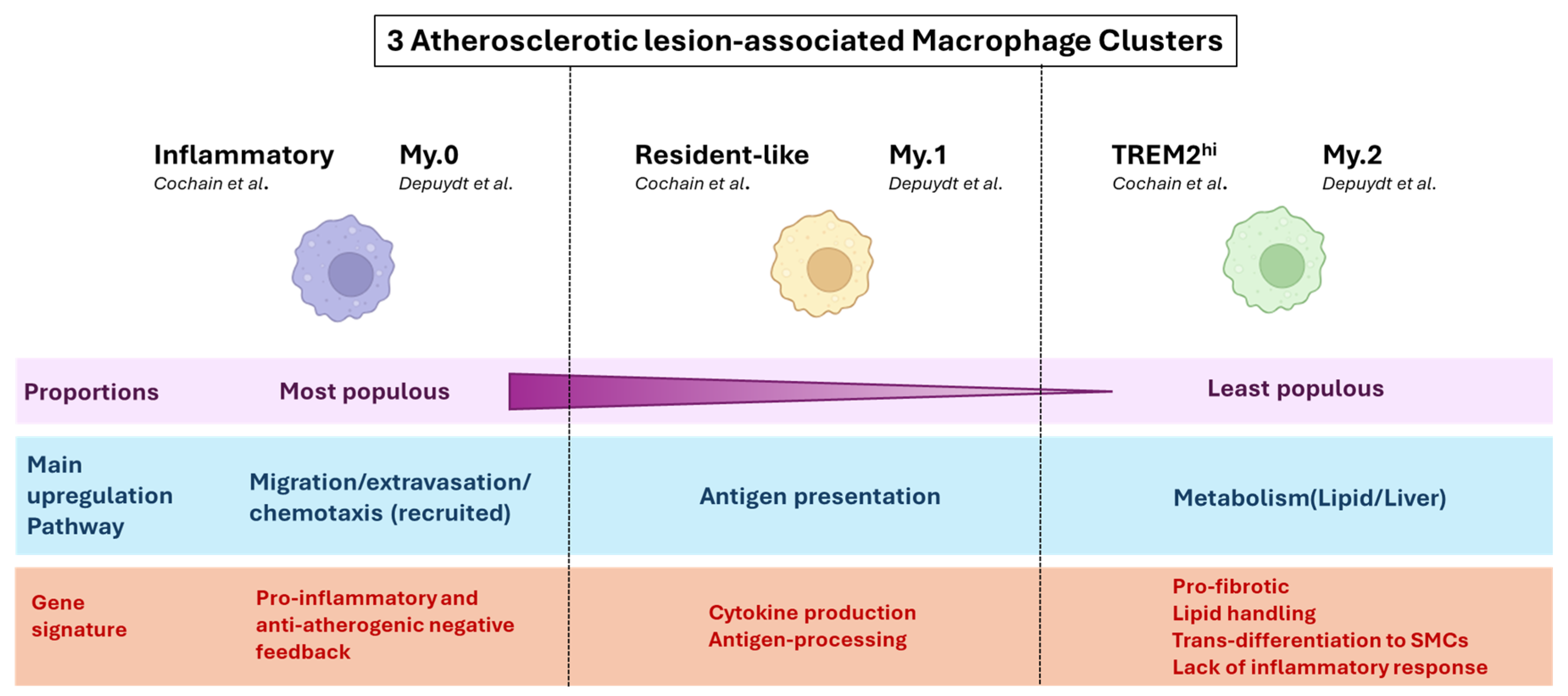 Understanding Atherosclerotic Plaque Cellular Composition: Recent Understanding Atherosclerotic Plaque Cellular Composition: Recent
