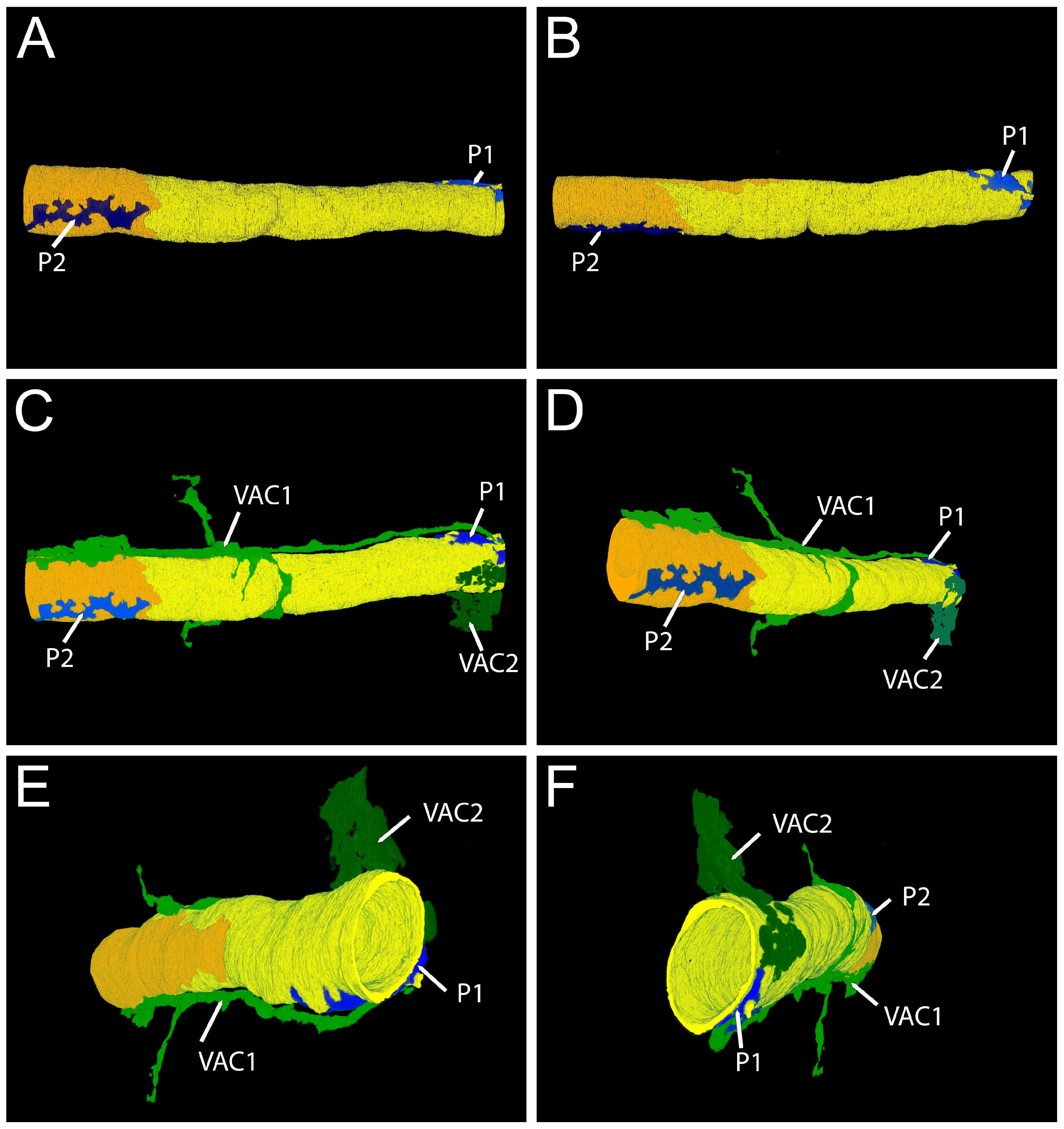 three-dimensional-visualization-of-the-cardiac-stroma