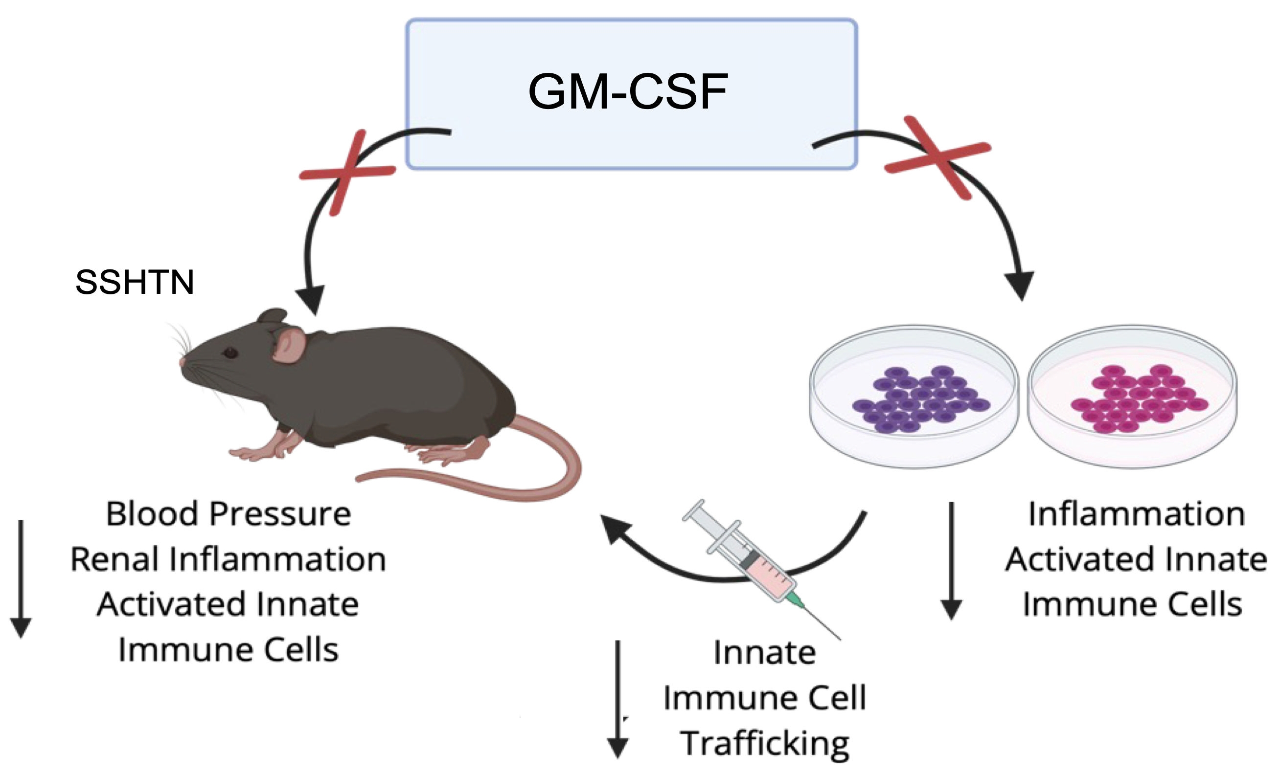 Granulocyte-Macrophage Colony-Stimulating Factor Inhibition
