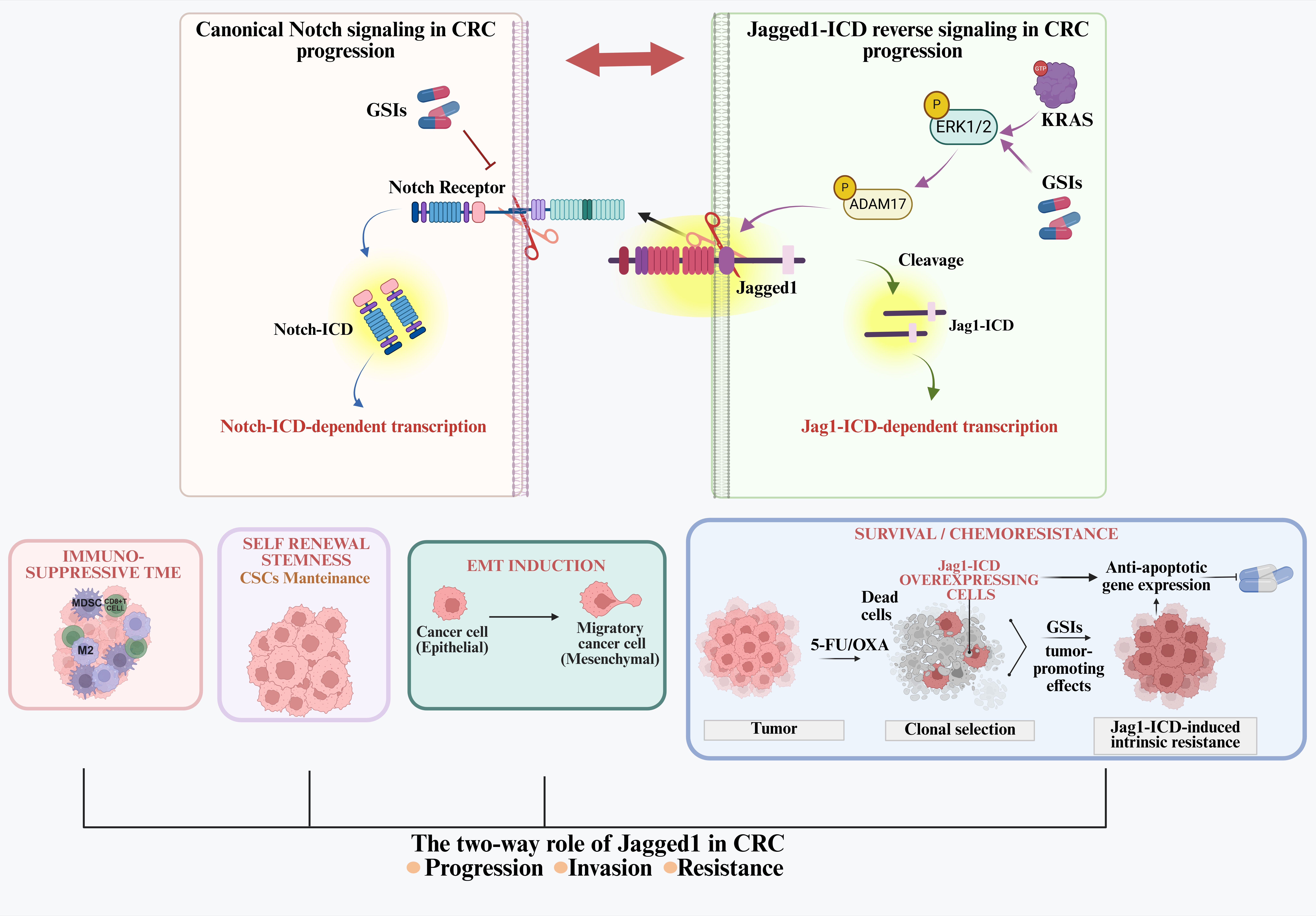 The Two-Way Role of Jagged1 in Cancer: A Focus on CRC