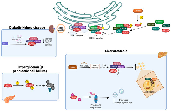 The Role of Autophagy Genes in Energy-Related Disorders