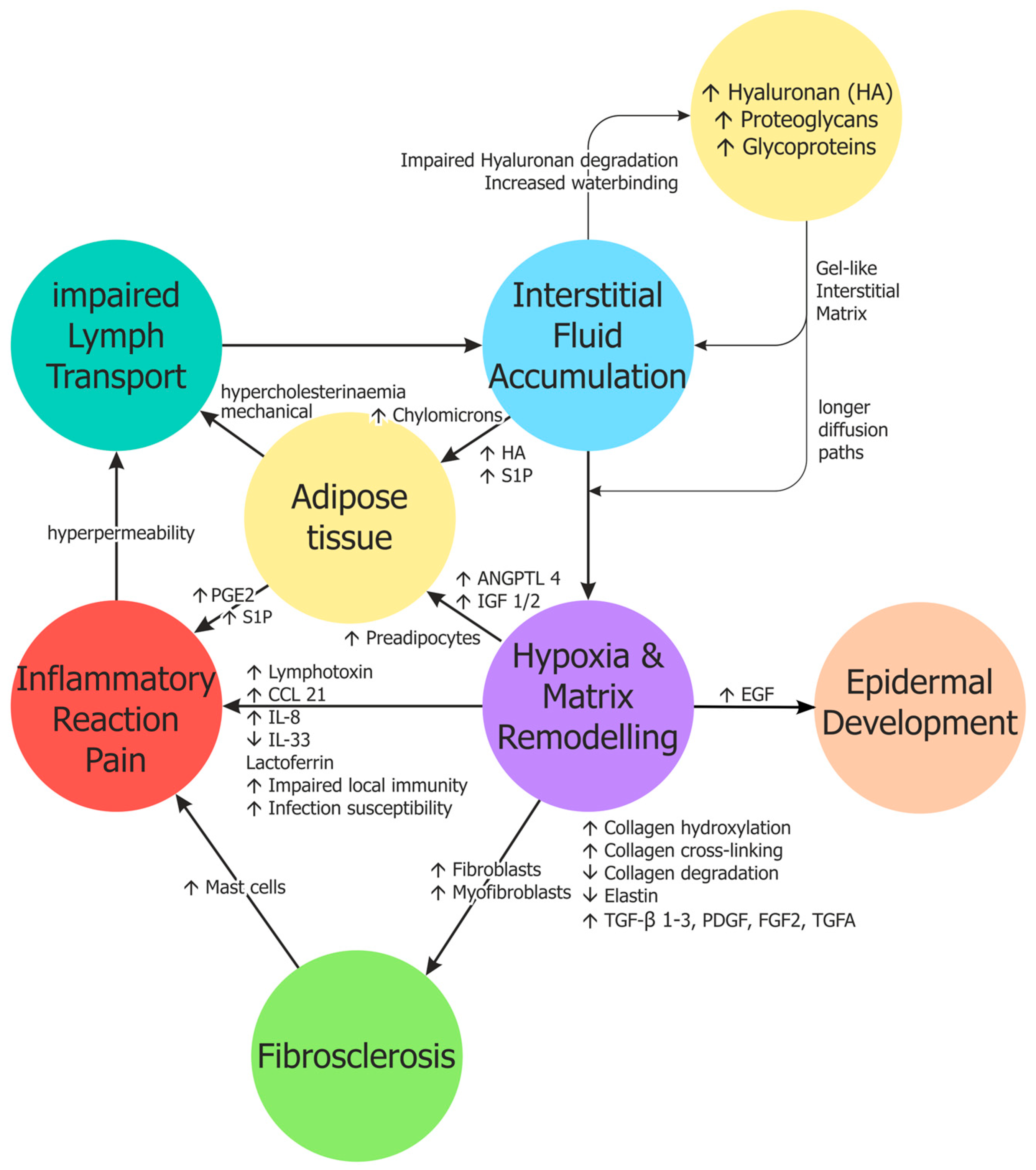 Definition, Epidemiology and Pathophysiology of Lymphoedema