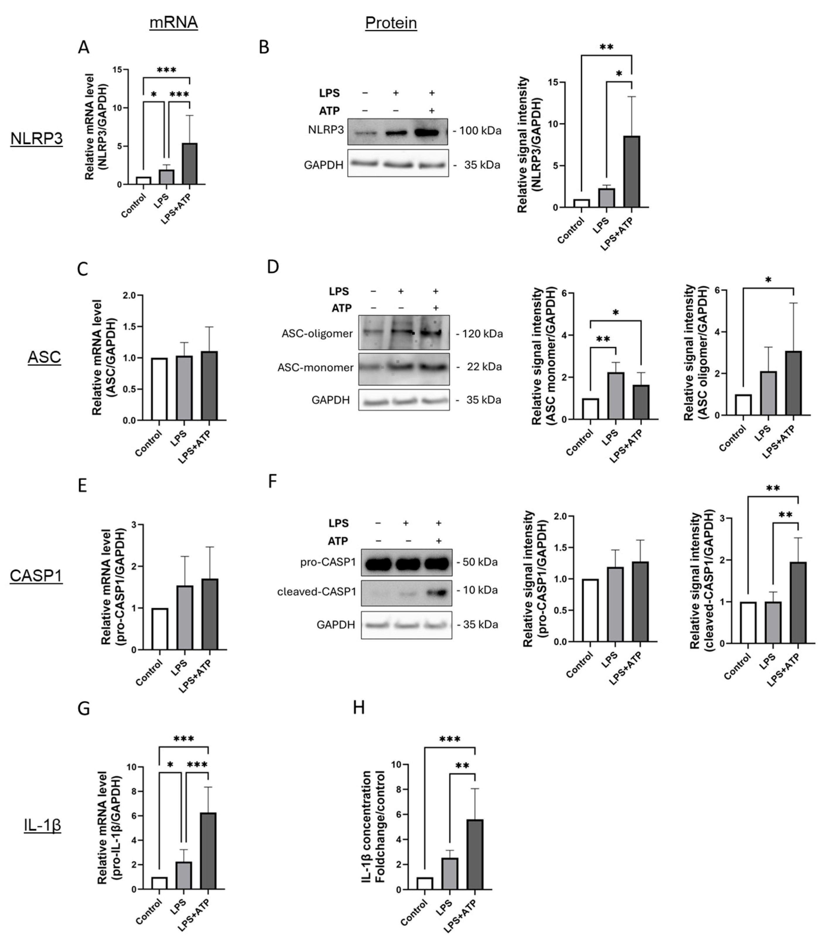 PML Is Limiting NLRP3 Inflammasome Activity in Human Endothelial Cells