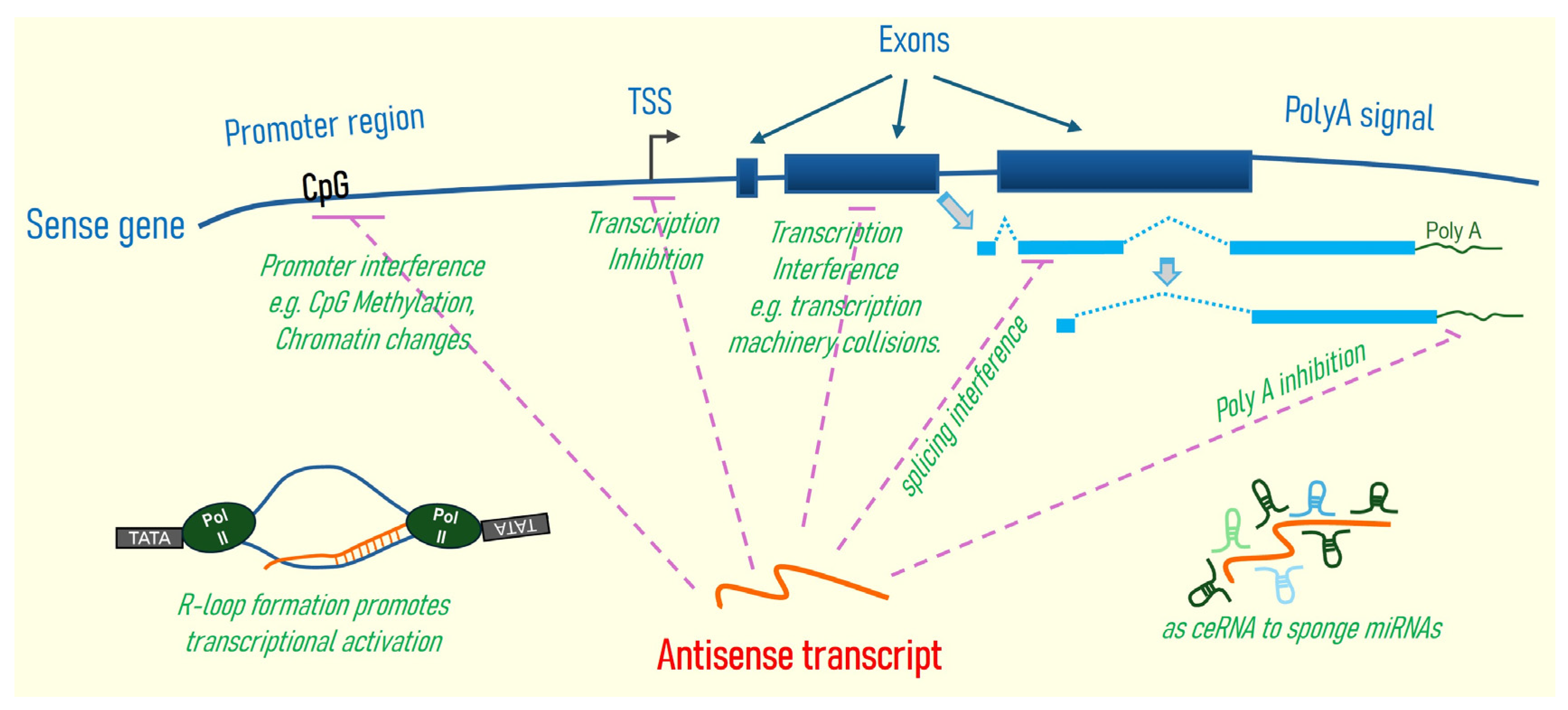Genomic Aberrations of Antisense Gene Transcripts in Head and Neck Cancer