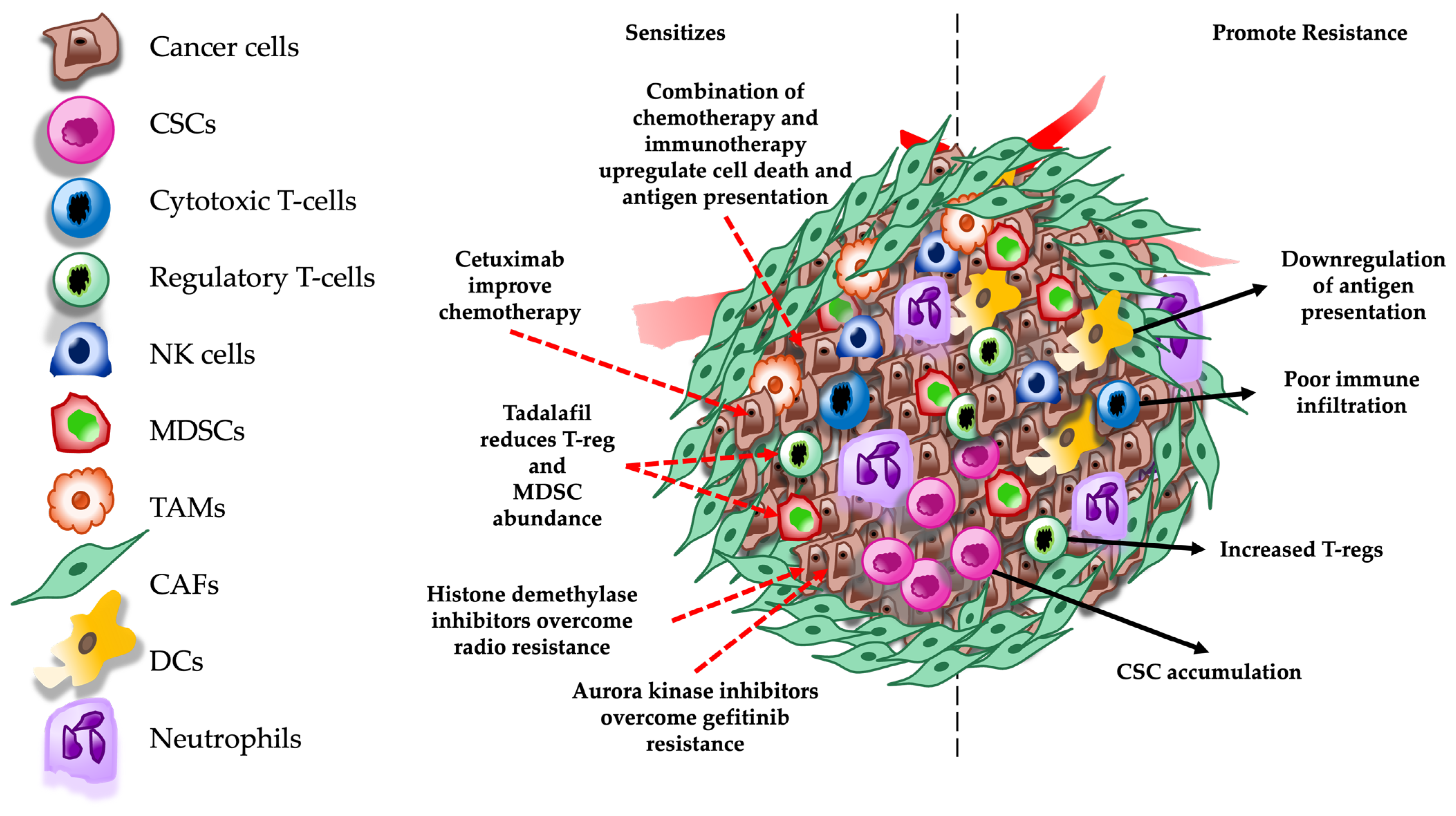 Understanding the Tumor Microenvironment and Therapy Resistance in Head ...