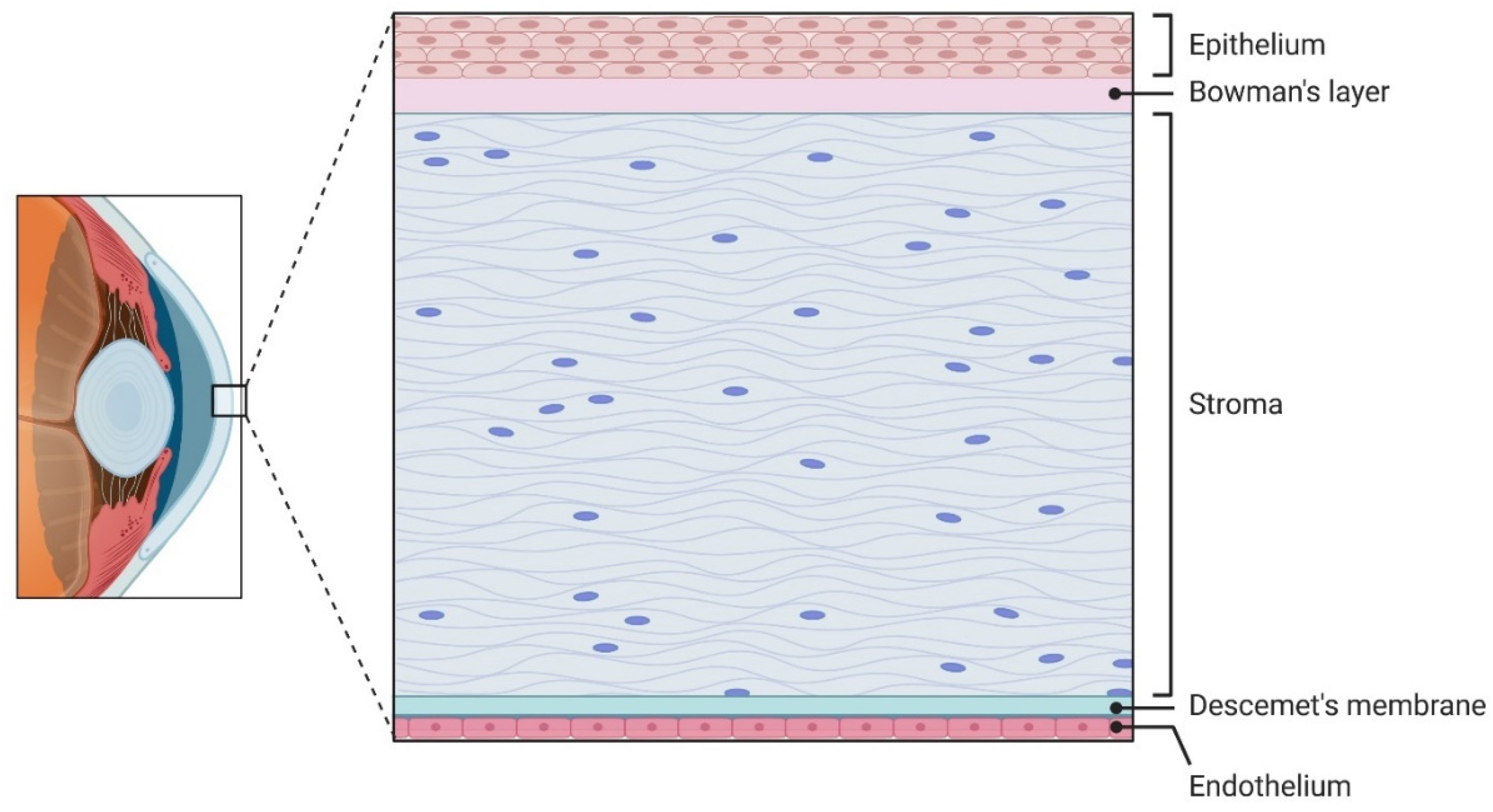 Limbal Epithelial Stem Cells in Review: Immune and Lymphangiogenic ...