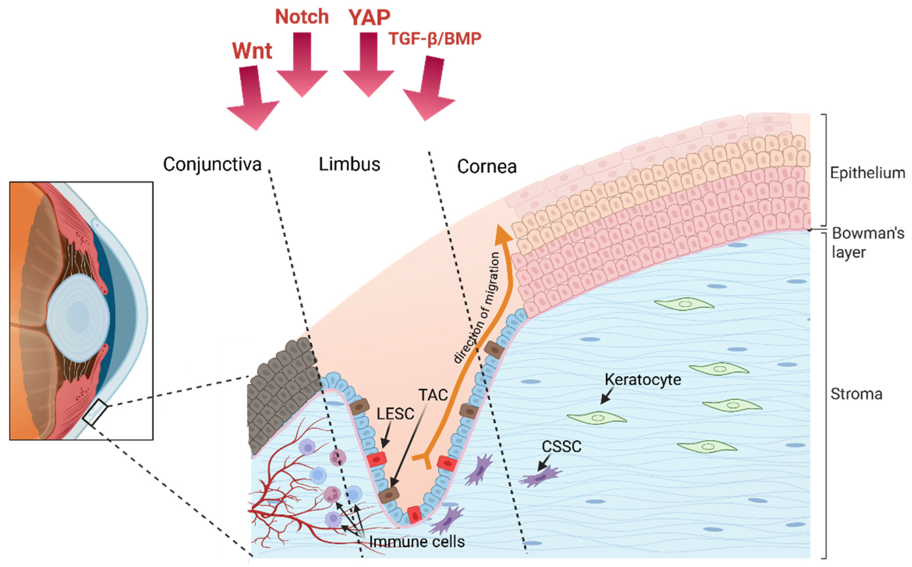 Limbal Epithelial Stem Cells in Review: Immune and Lymphangiogenic ...