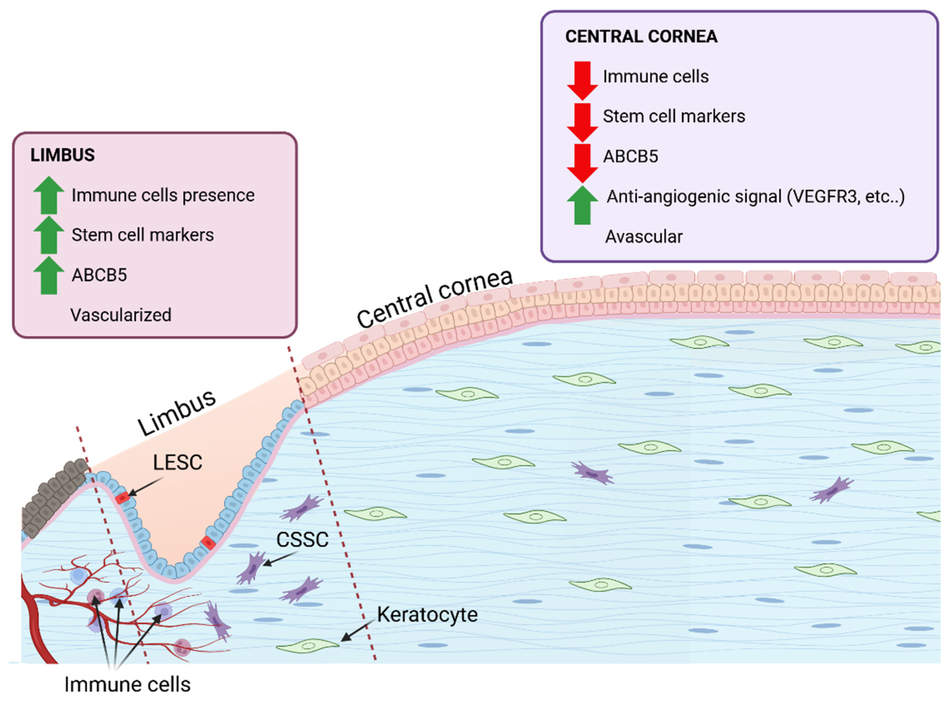 Limbal Epithelial Stem Cells in Review: Immune and Lymphangiogenic ...
