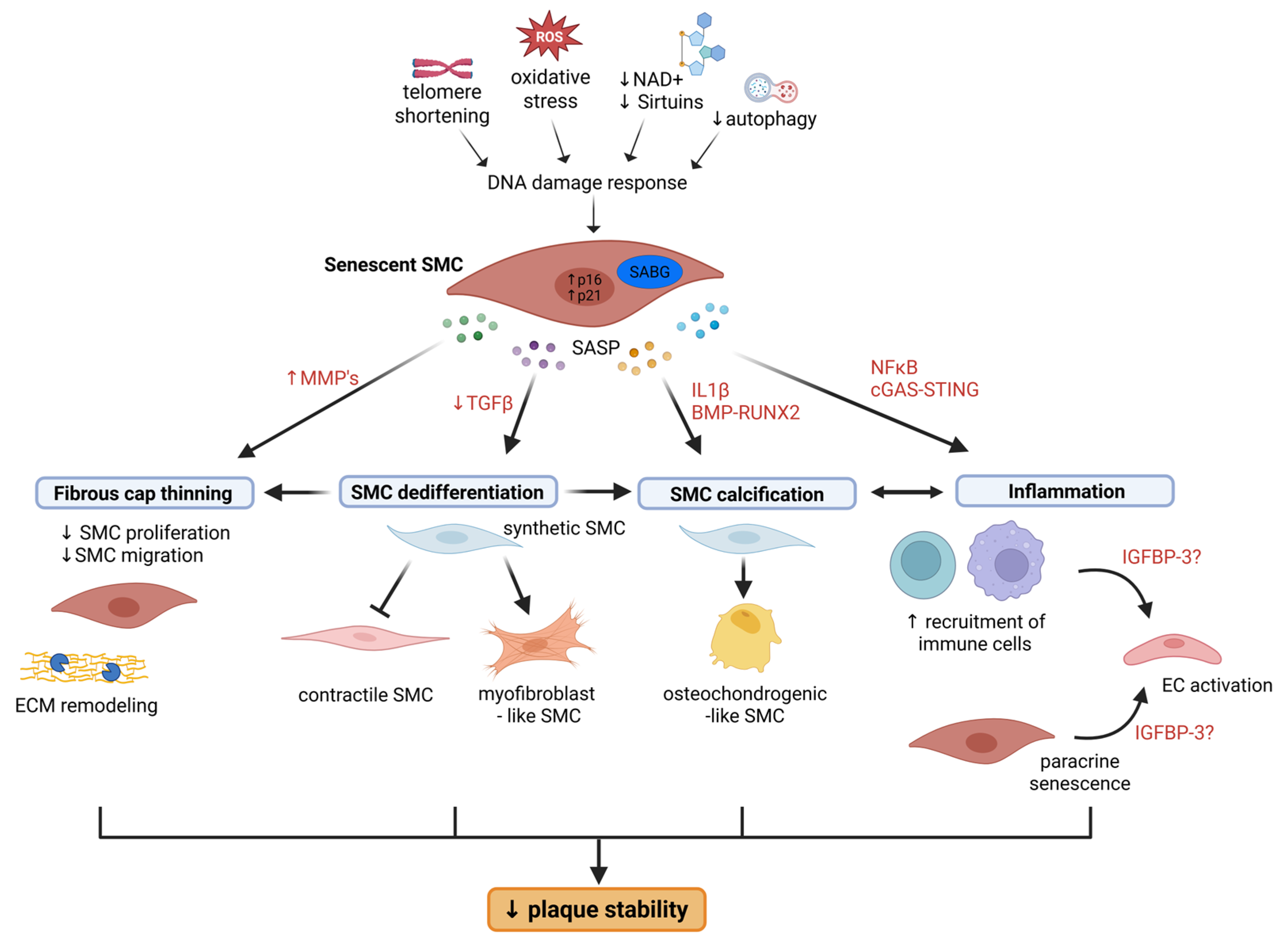 Senescence as a Driver of Smooth Muscle Cell Plasticity and ...
