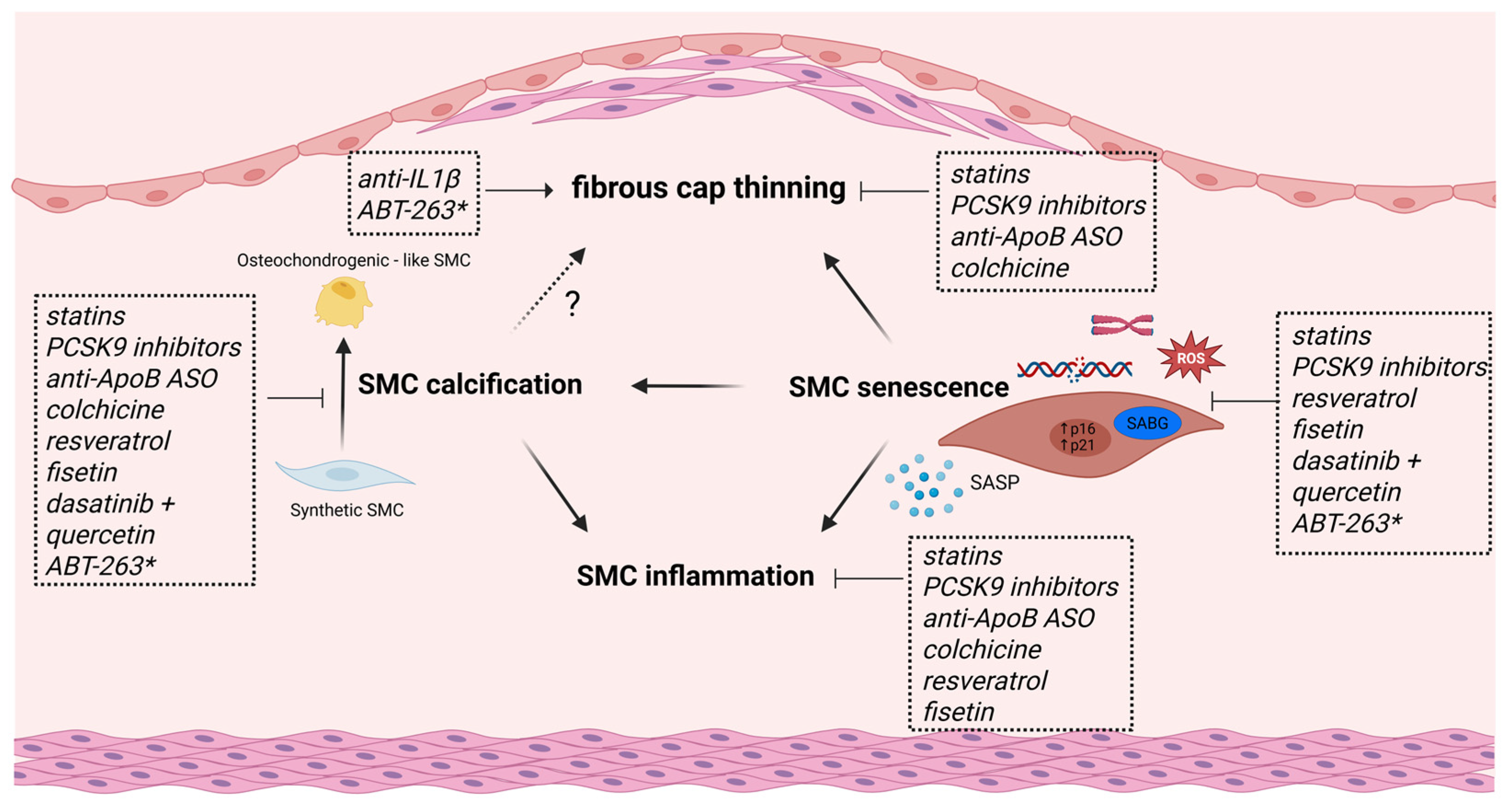 Senescence as a Driver of Smooth Muscle Cell Plasticity and ...