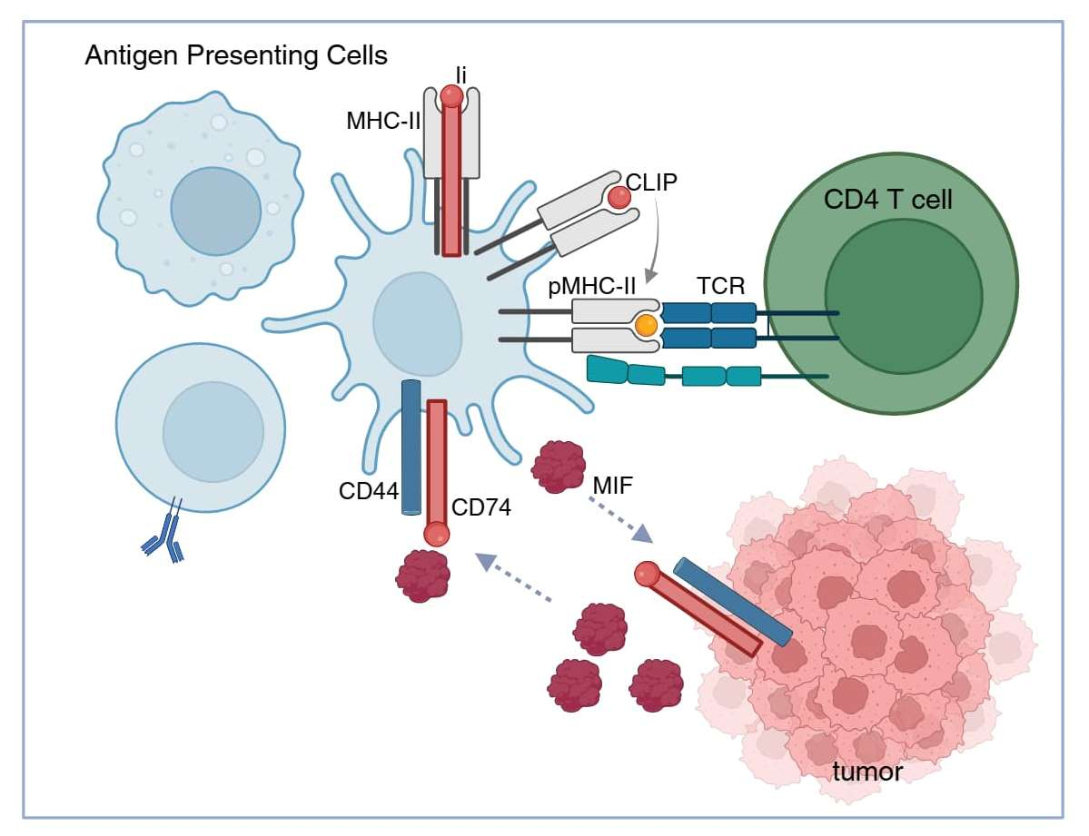 MHC Class II and Beyond: Complex Role of CD74 in Cancer