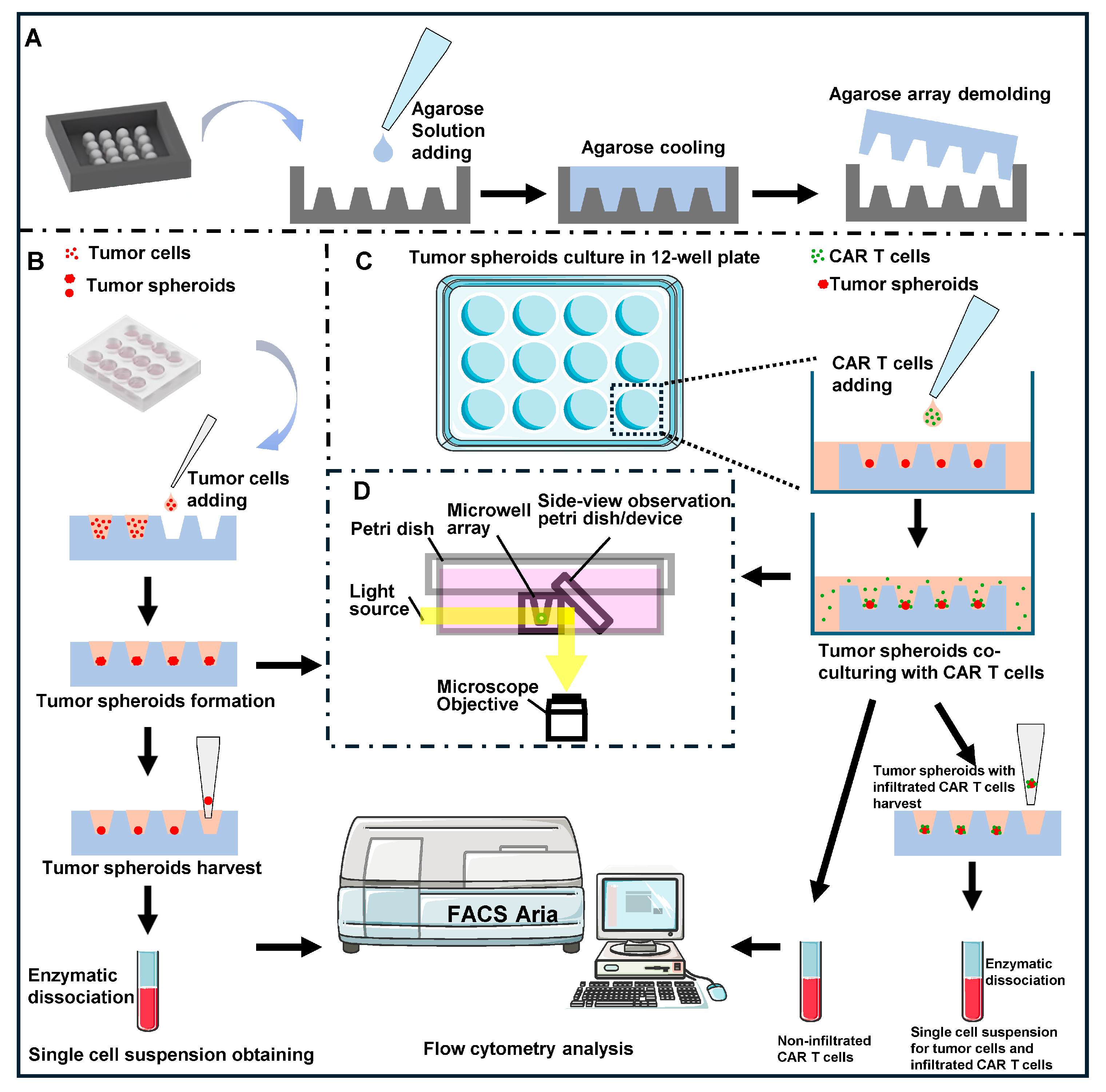 Three-Dimensional Tumor Spheroids Reveal B7-H3 CAR T Cell Infiltration ...