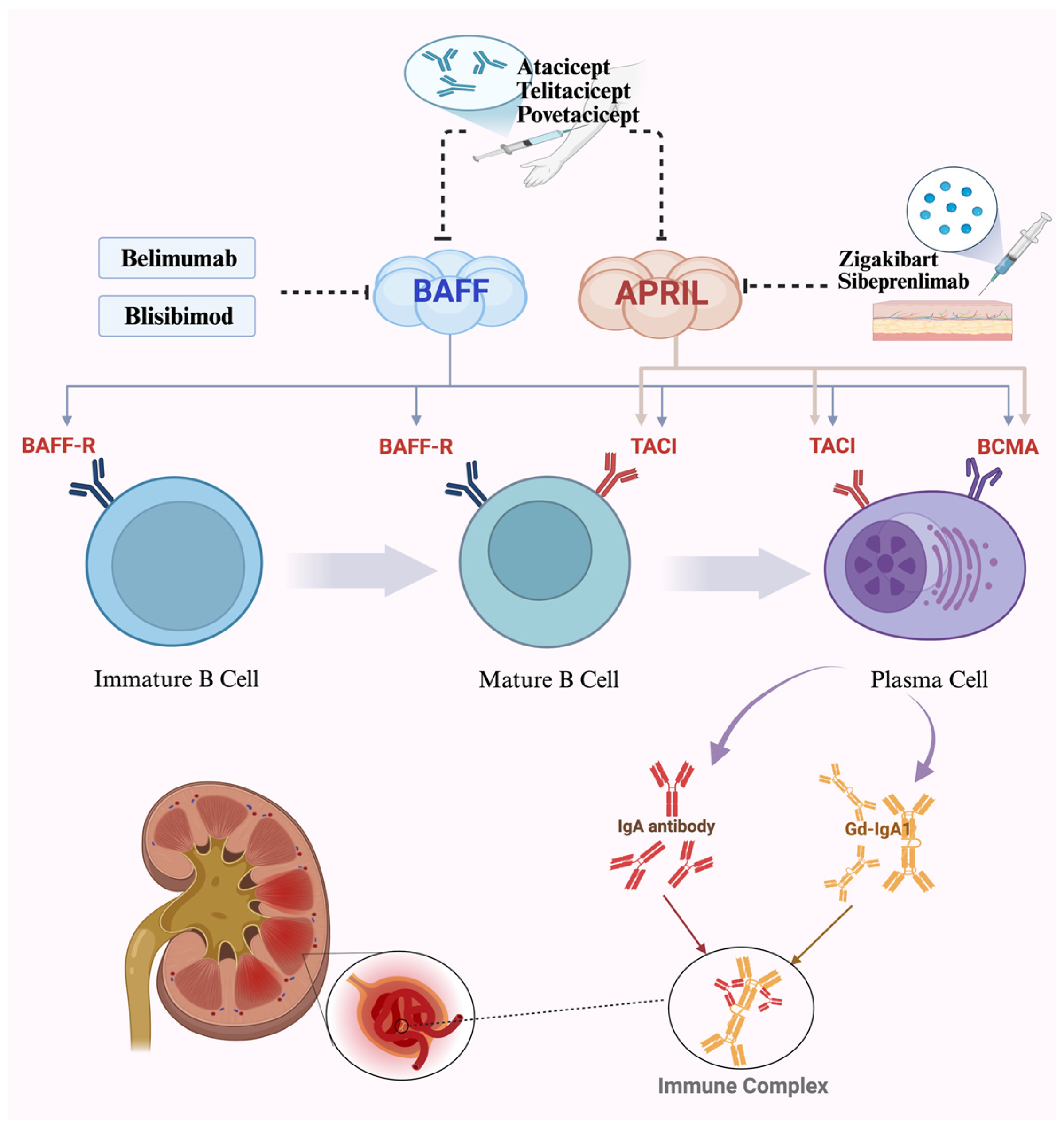 Advances in Novel Biologics Targeting BAFF/APRIL in the Treatment of ...