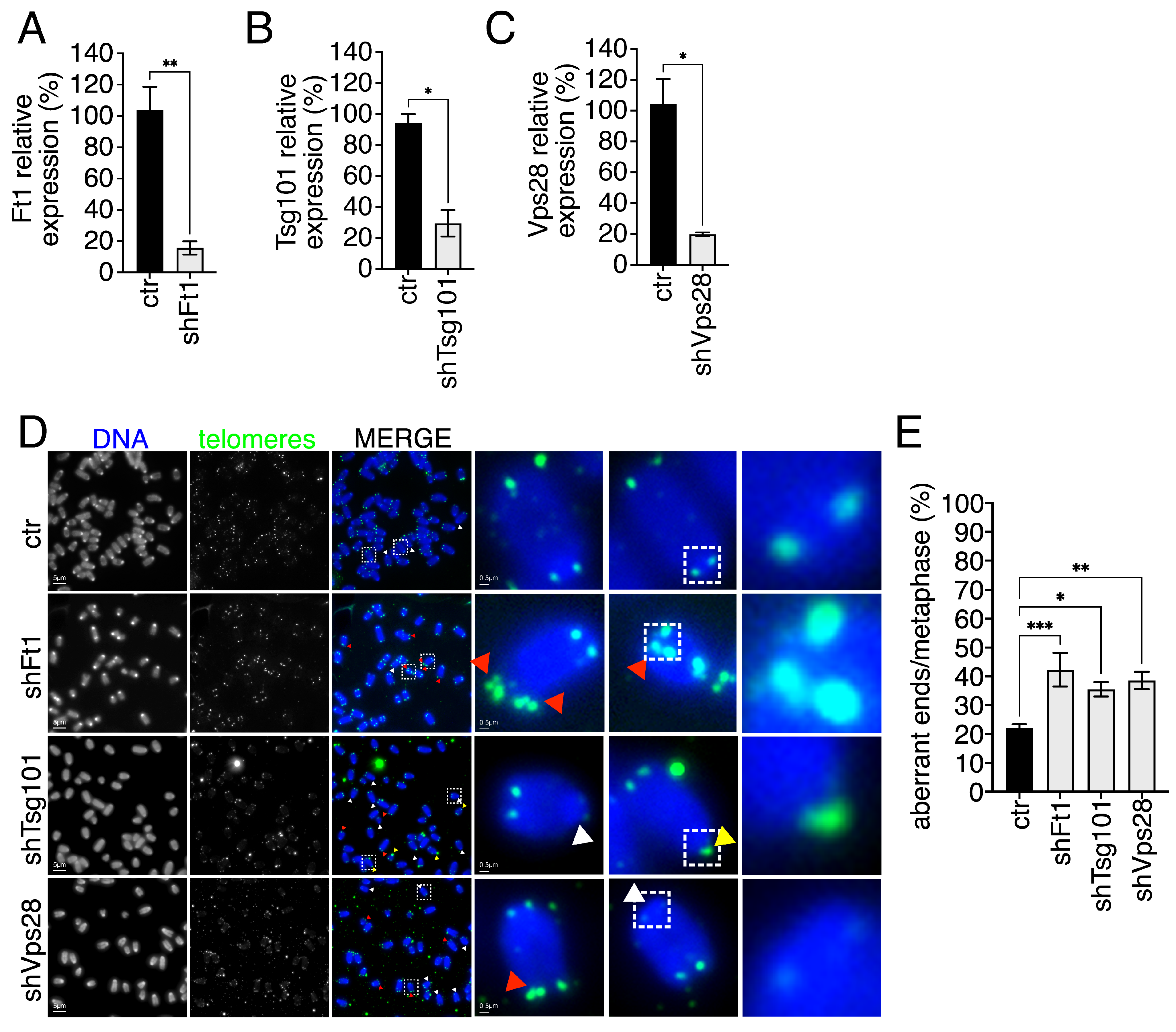 Reduced CHMP7 Expression Compromises Telomere Integrity in Mammalian Cells